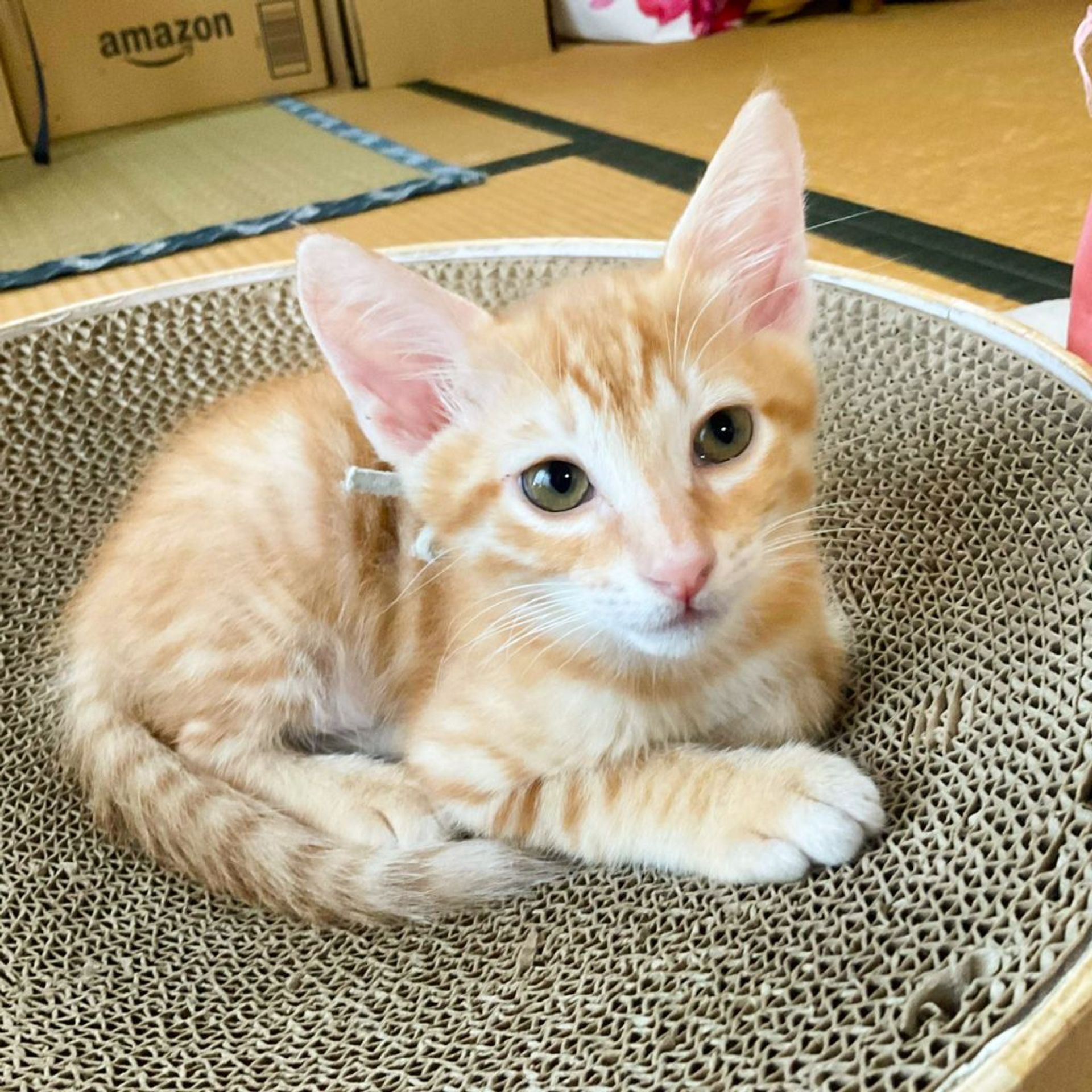 雑種（ミックス猫）・オスの里親募集の写真