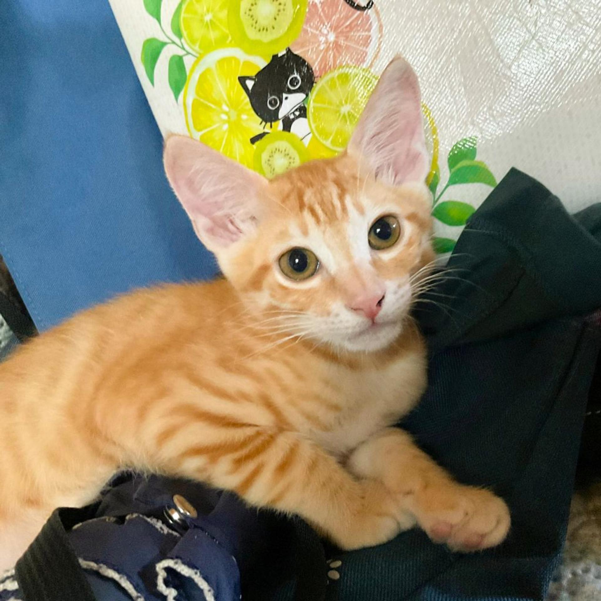 pet-image-5