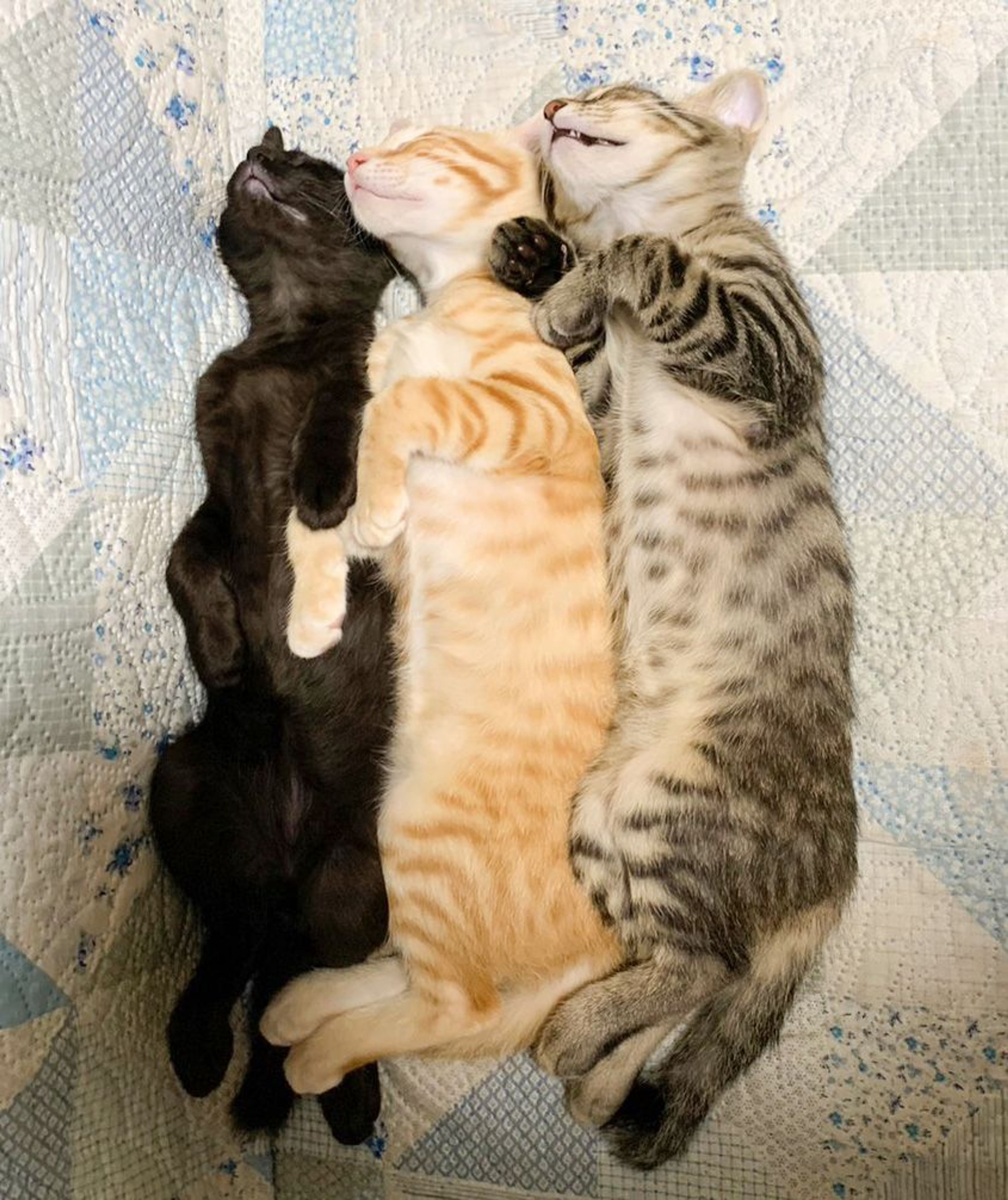pet-image-6