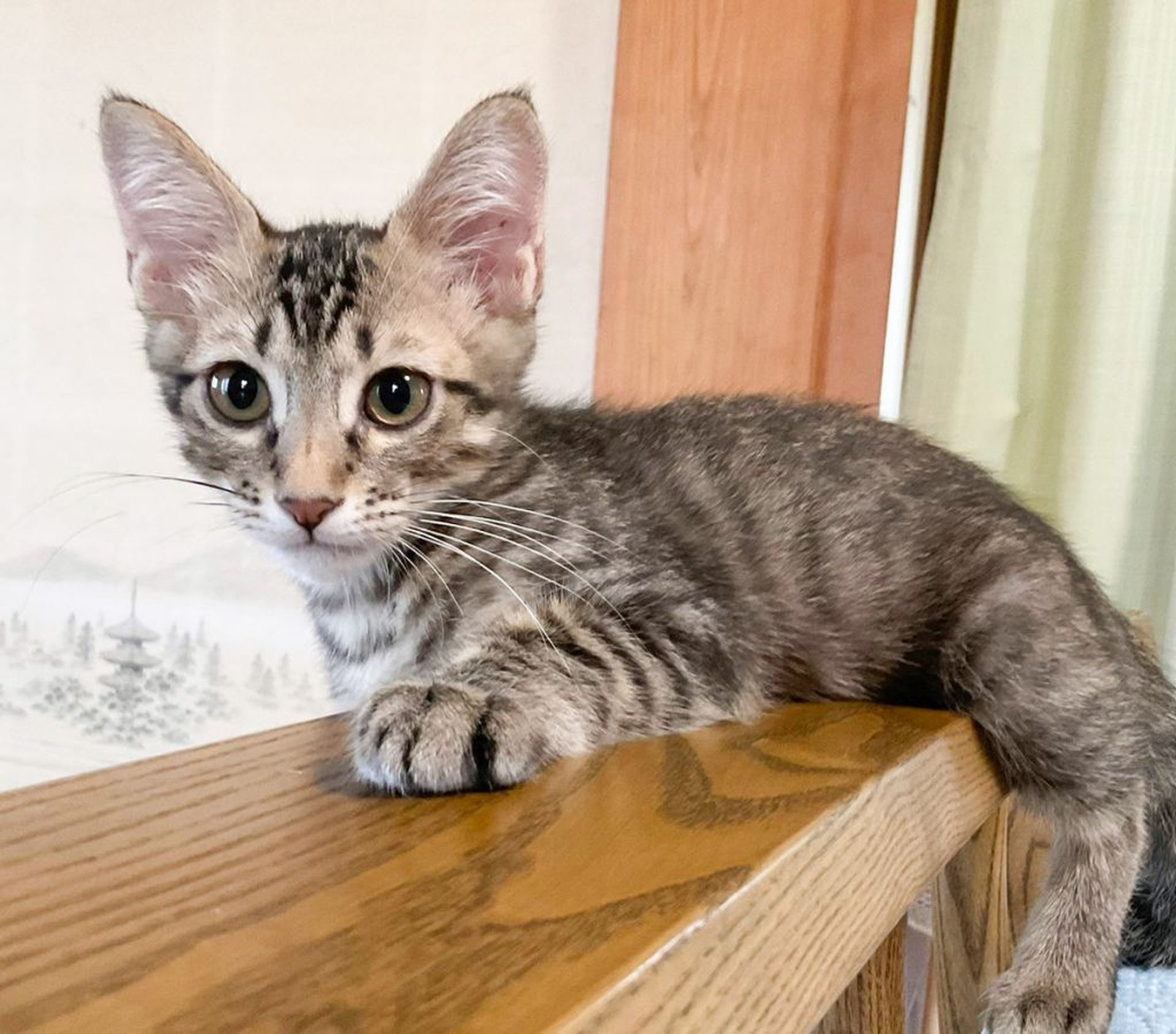 雑種（ミックス猫）・オスの里親募集の写真