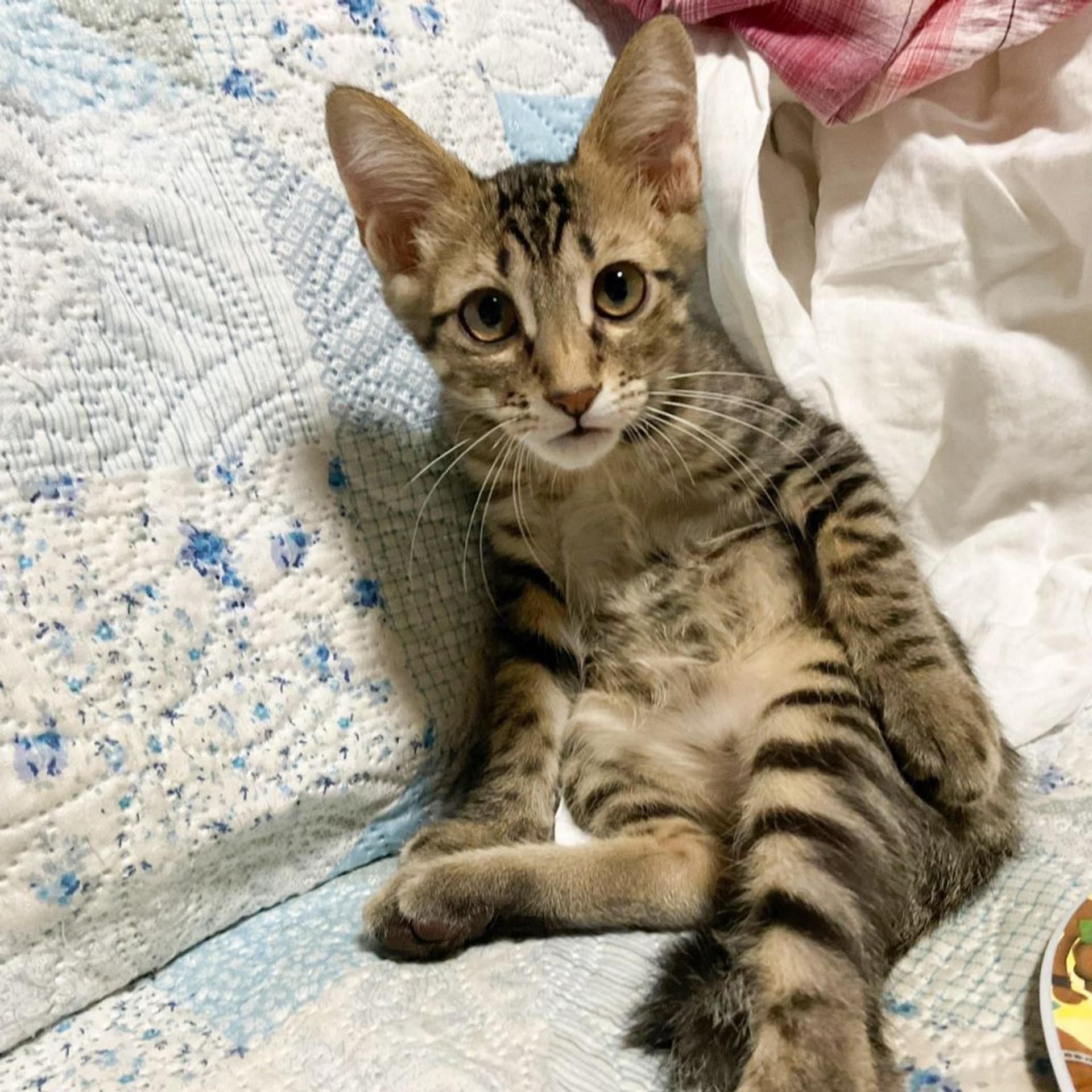 pet-image-3