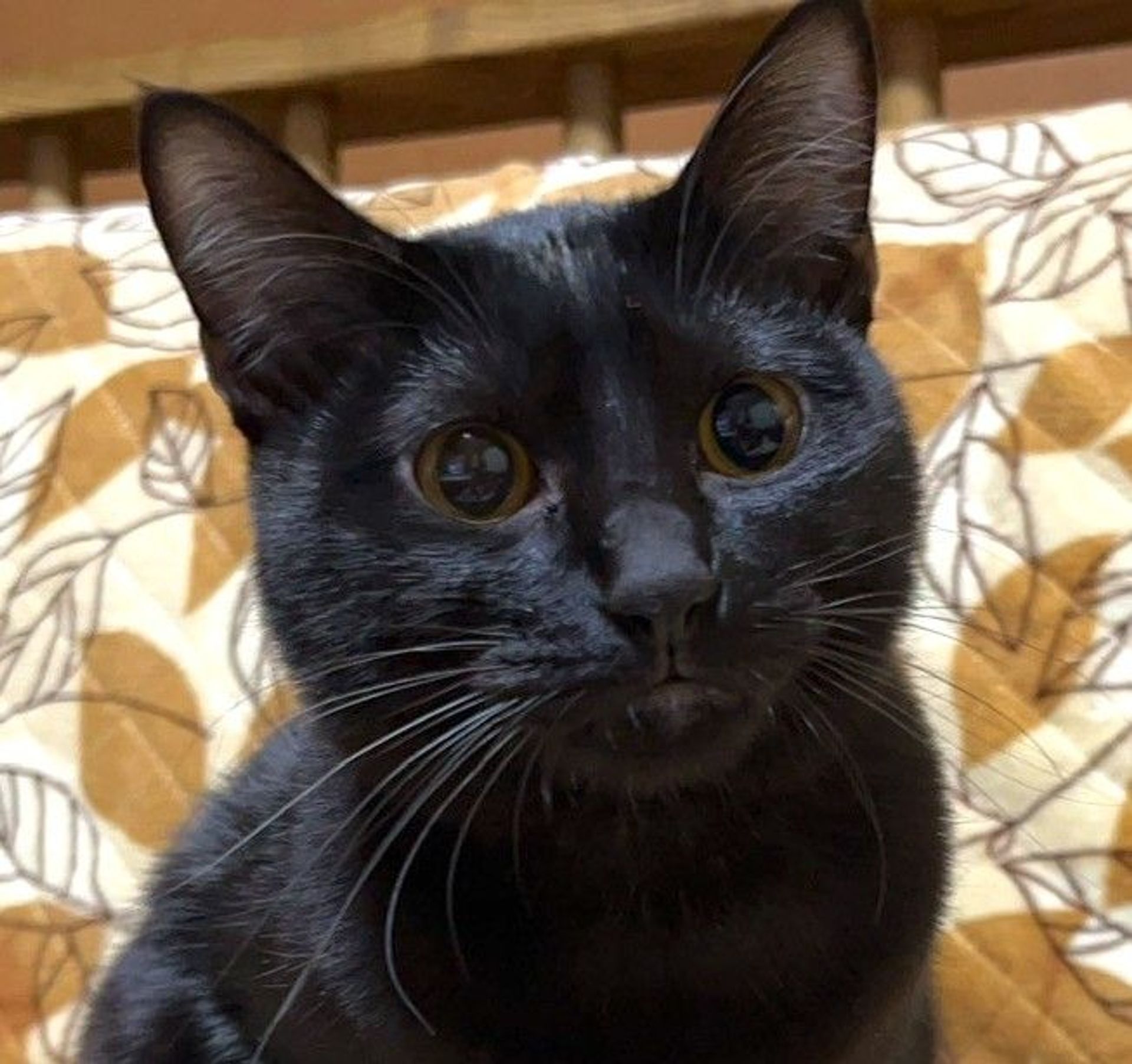 雑種（ミックス猫）・オスの里親募集の写真