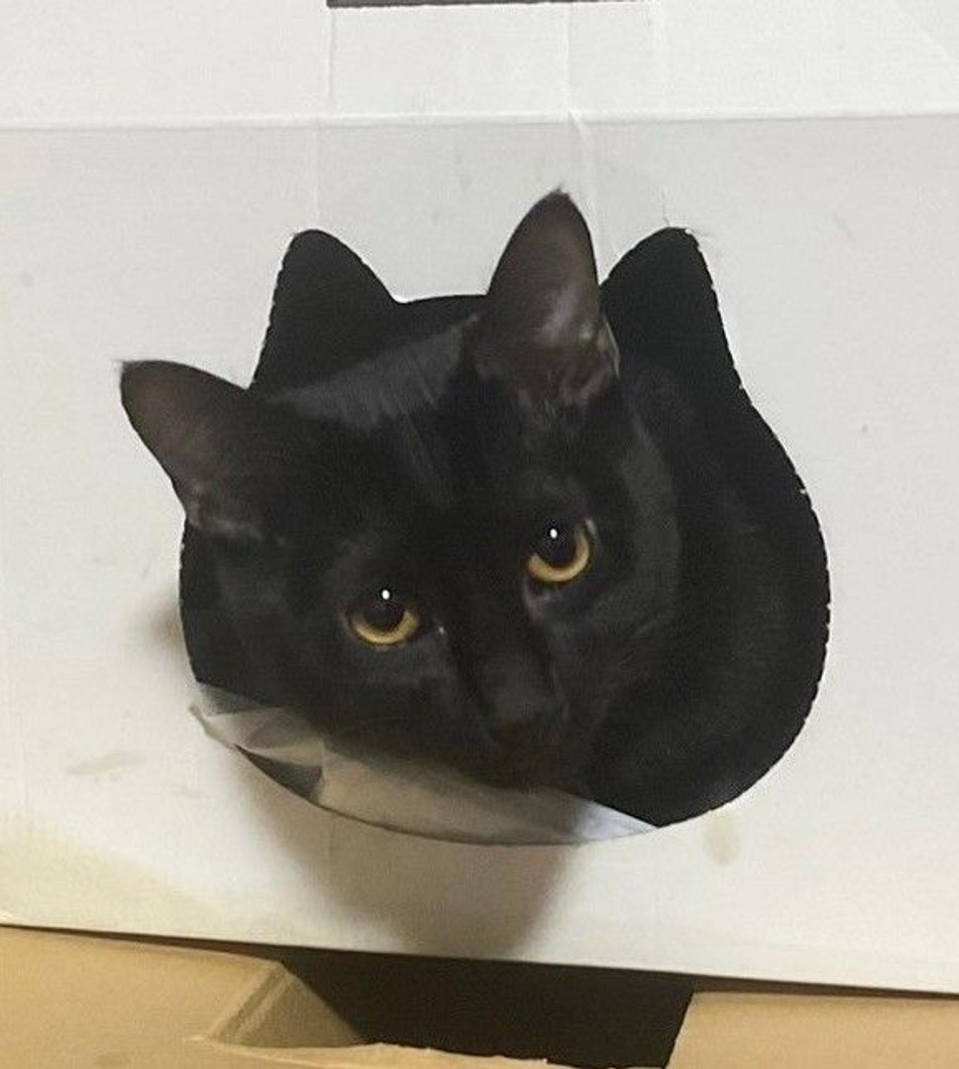 pet-image-5