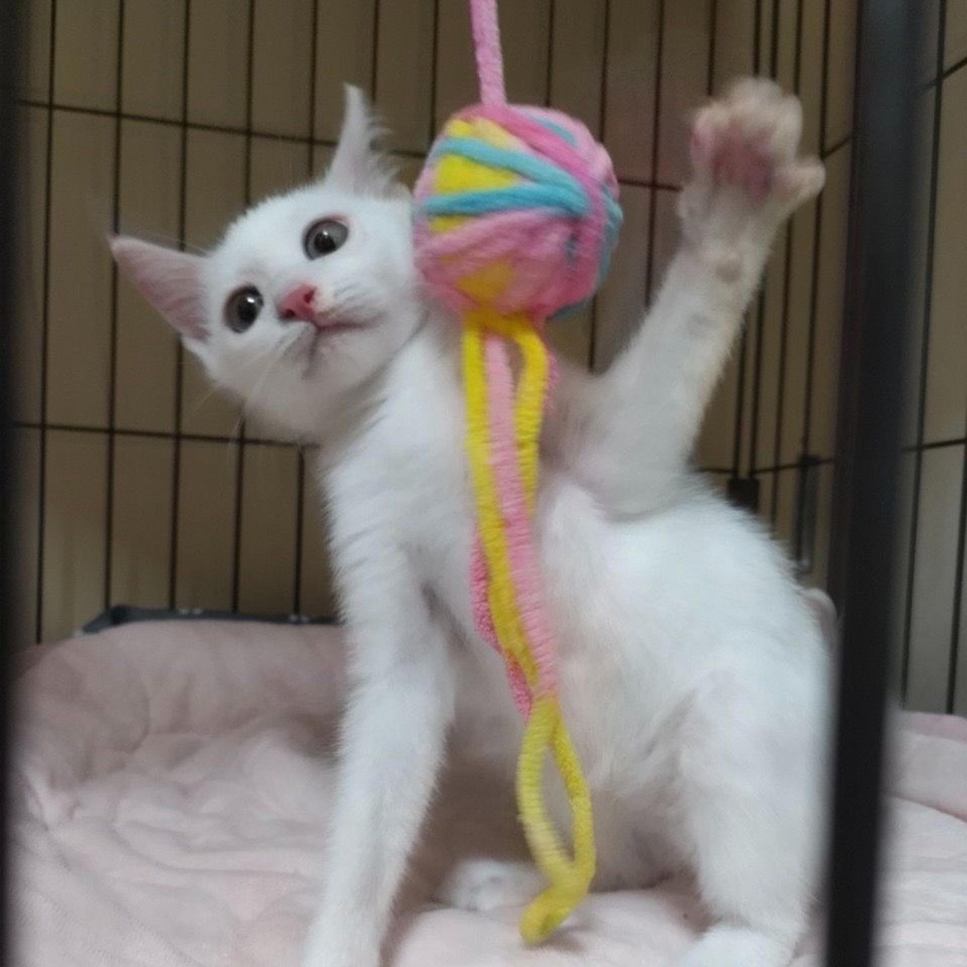 pet-image-2