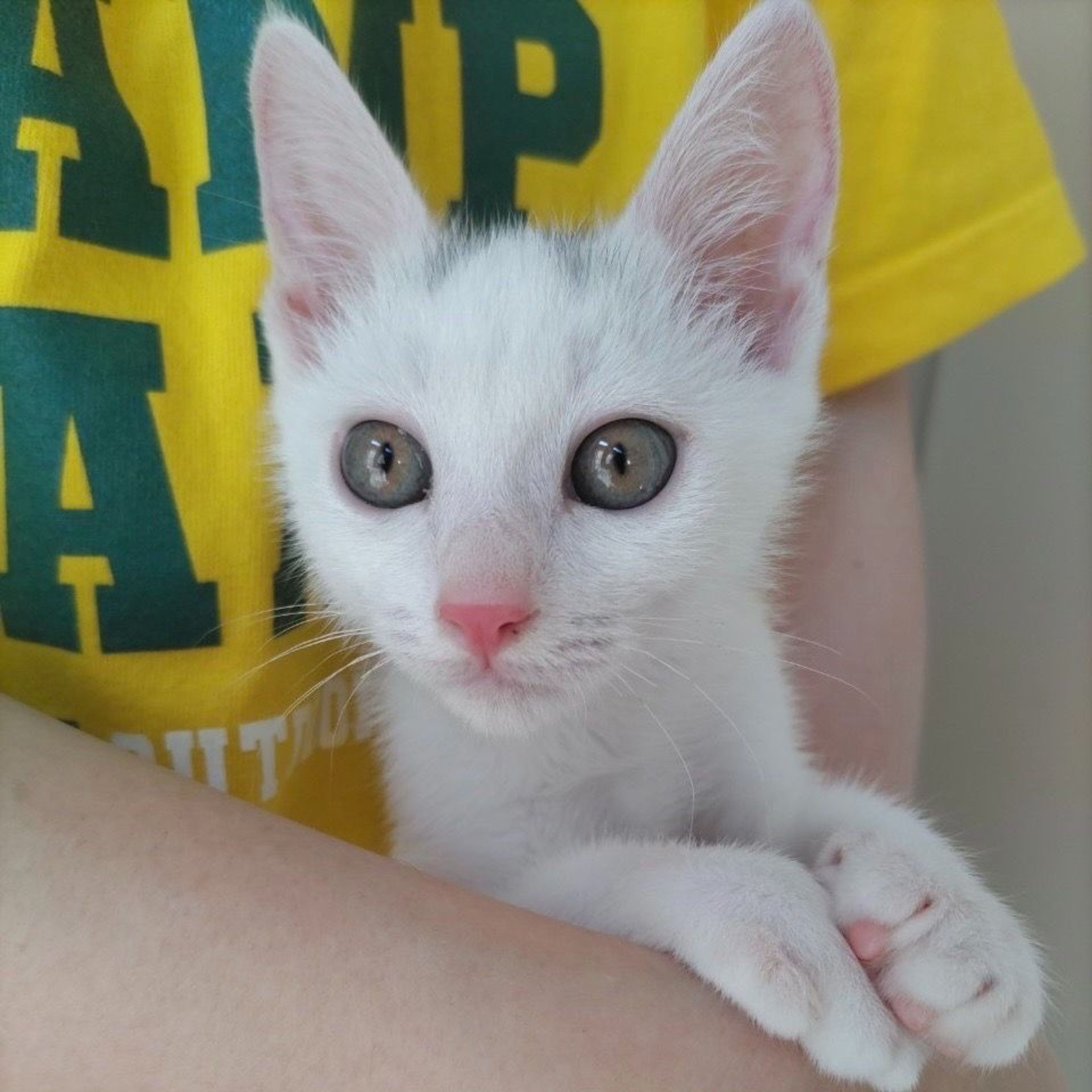 pet-image-3