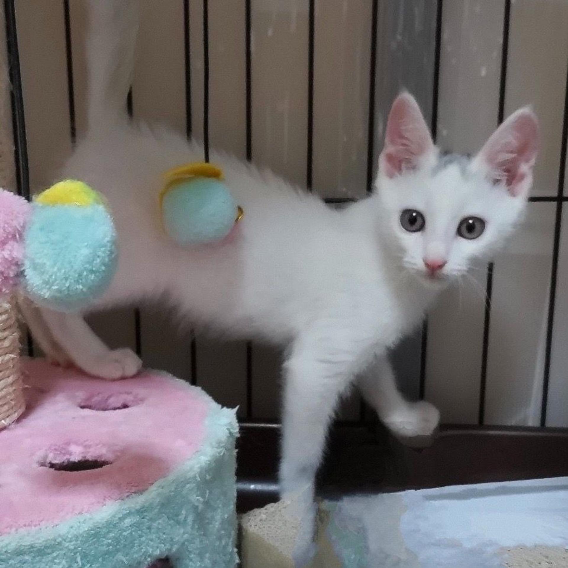 pet-image-4