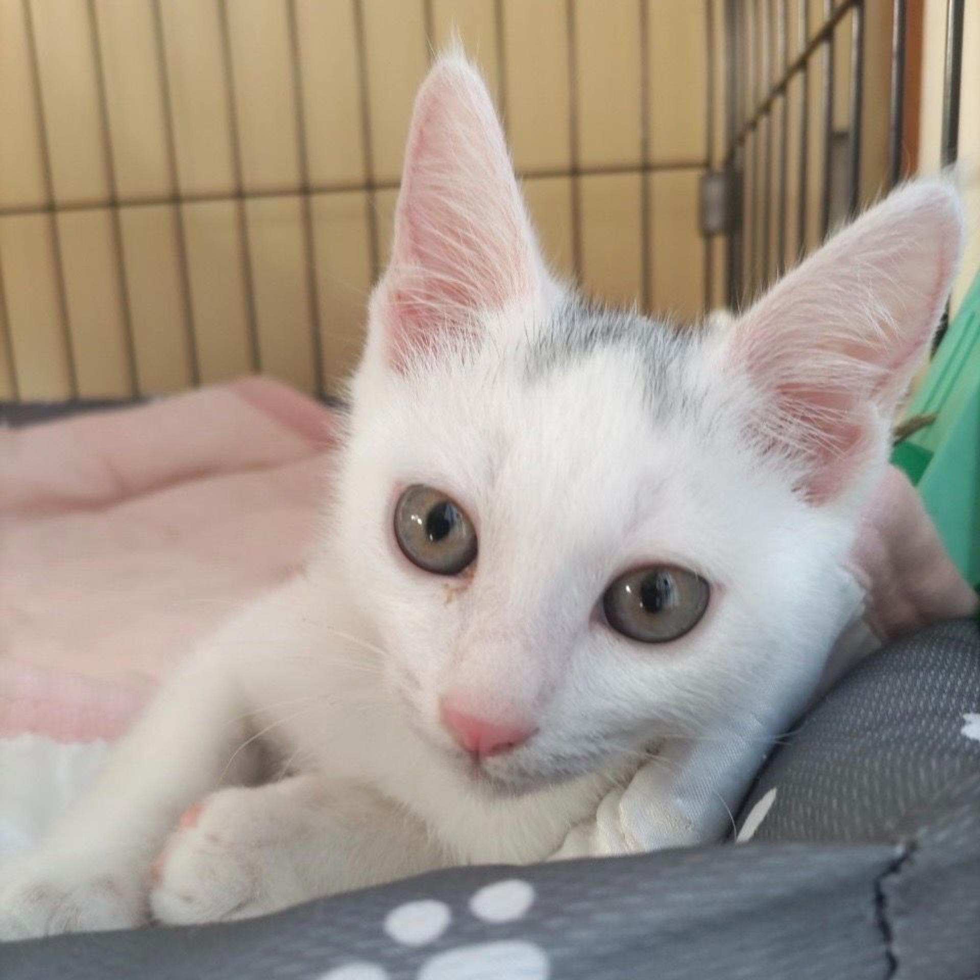 pet-image-7
