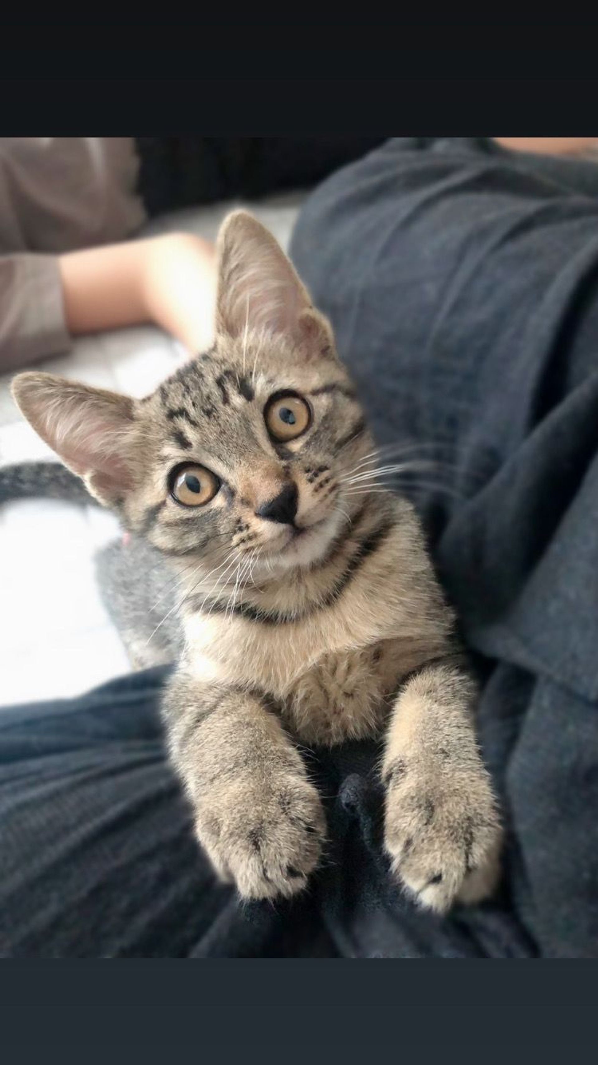 雑種（ミックス猫）・オスの里親募集の写真