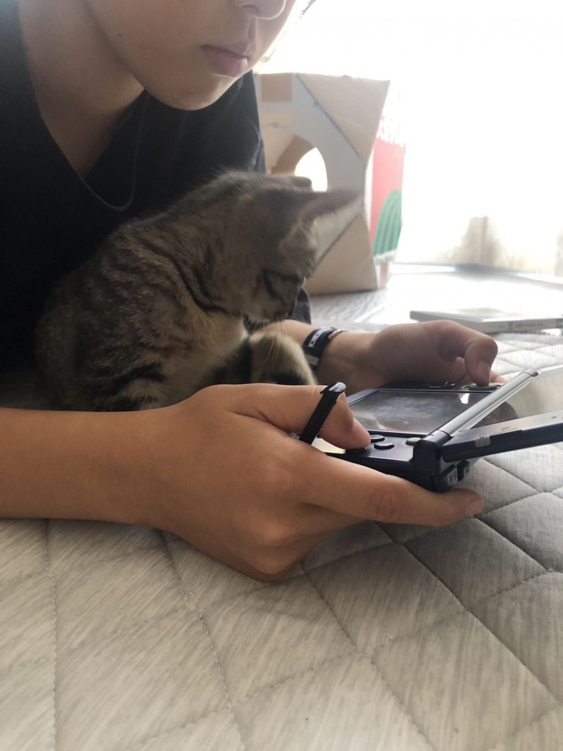pet-image-7