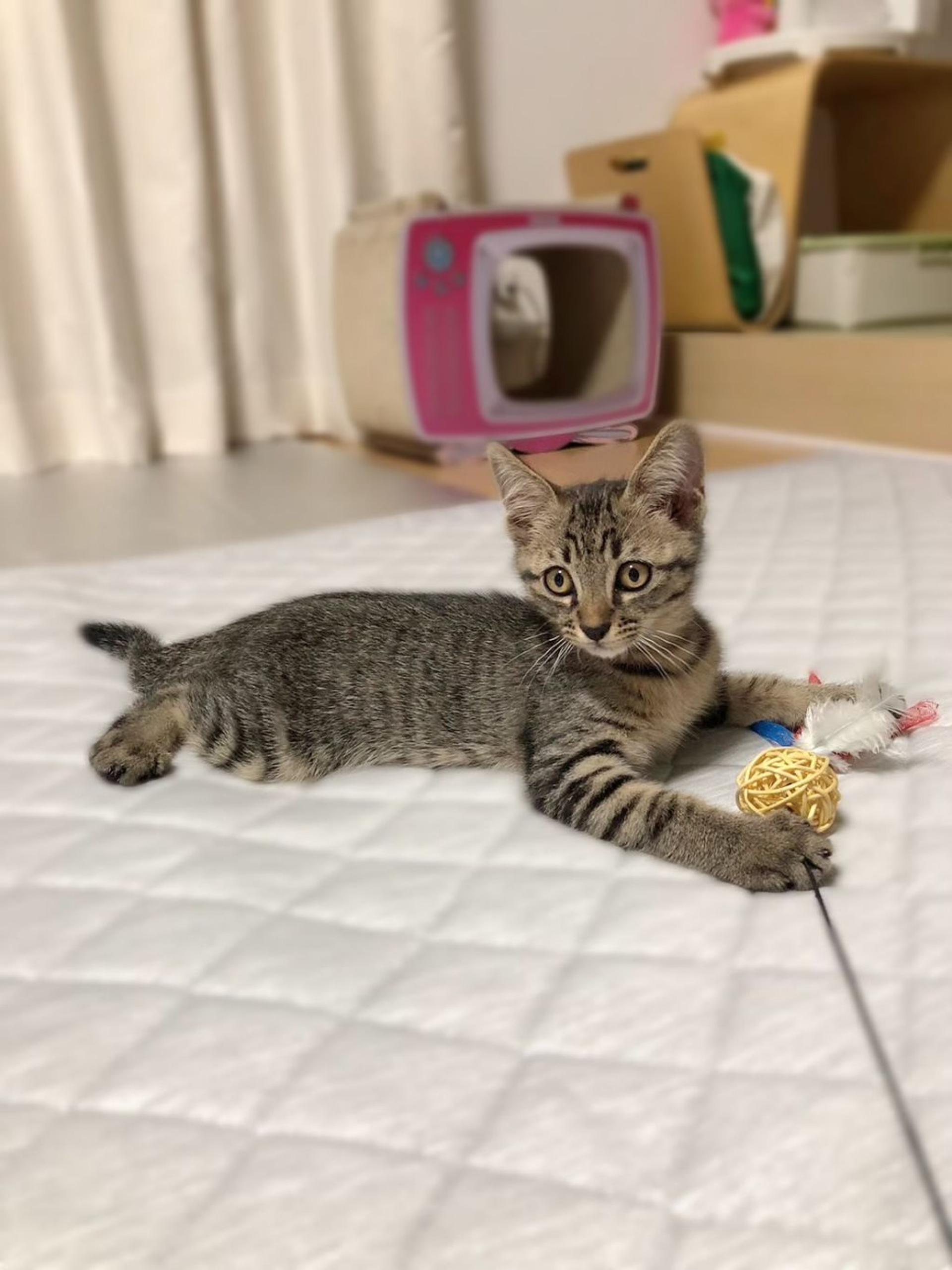 pet-image-8