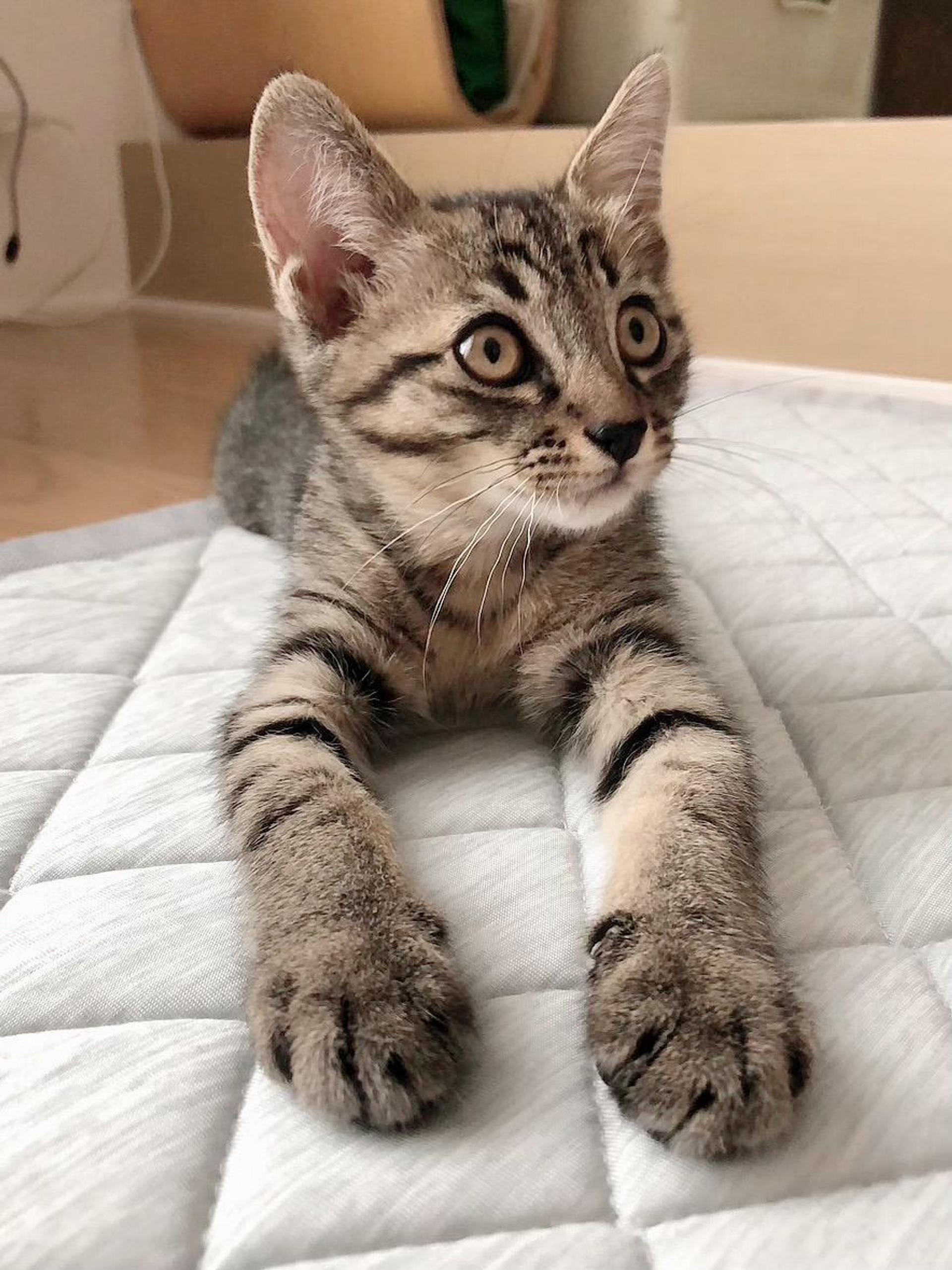 pet-image-9