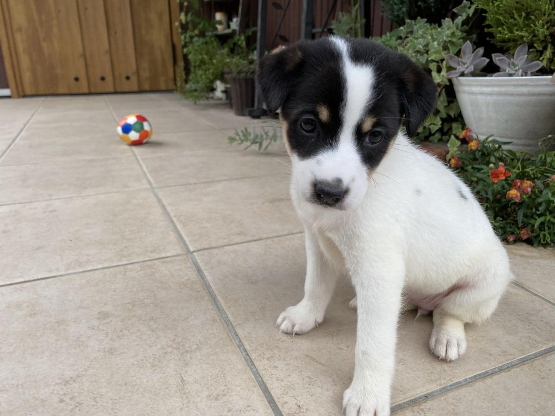 pet-image-2
