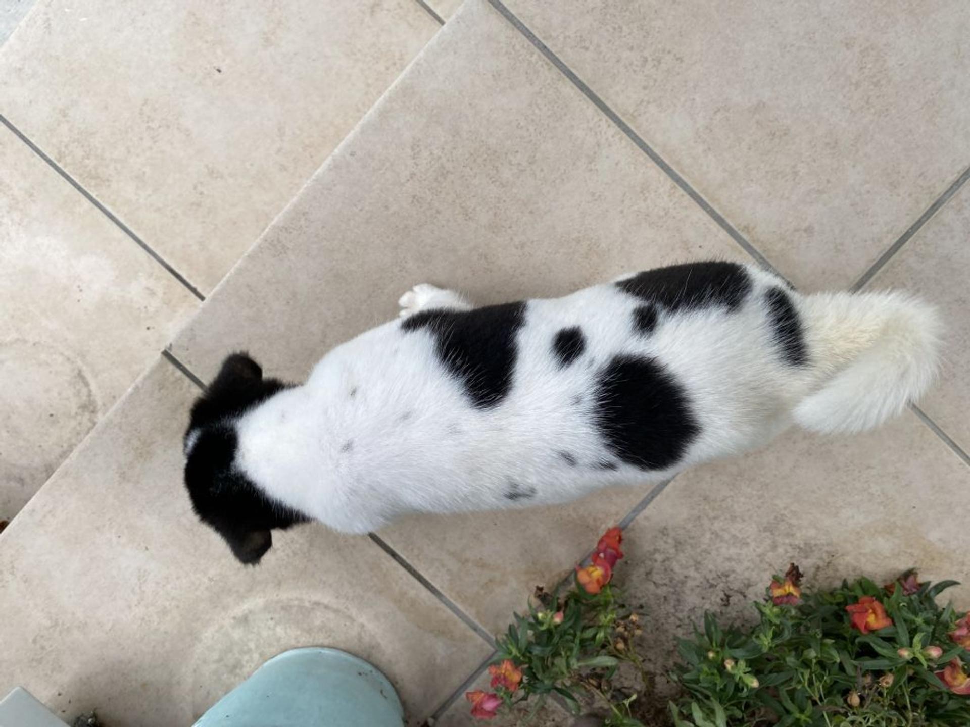 pet-image-4