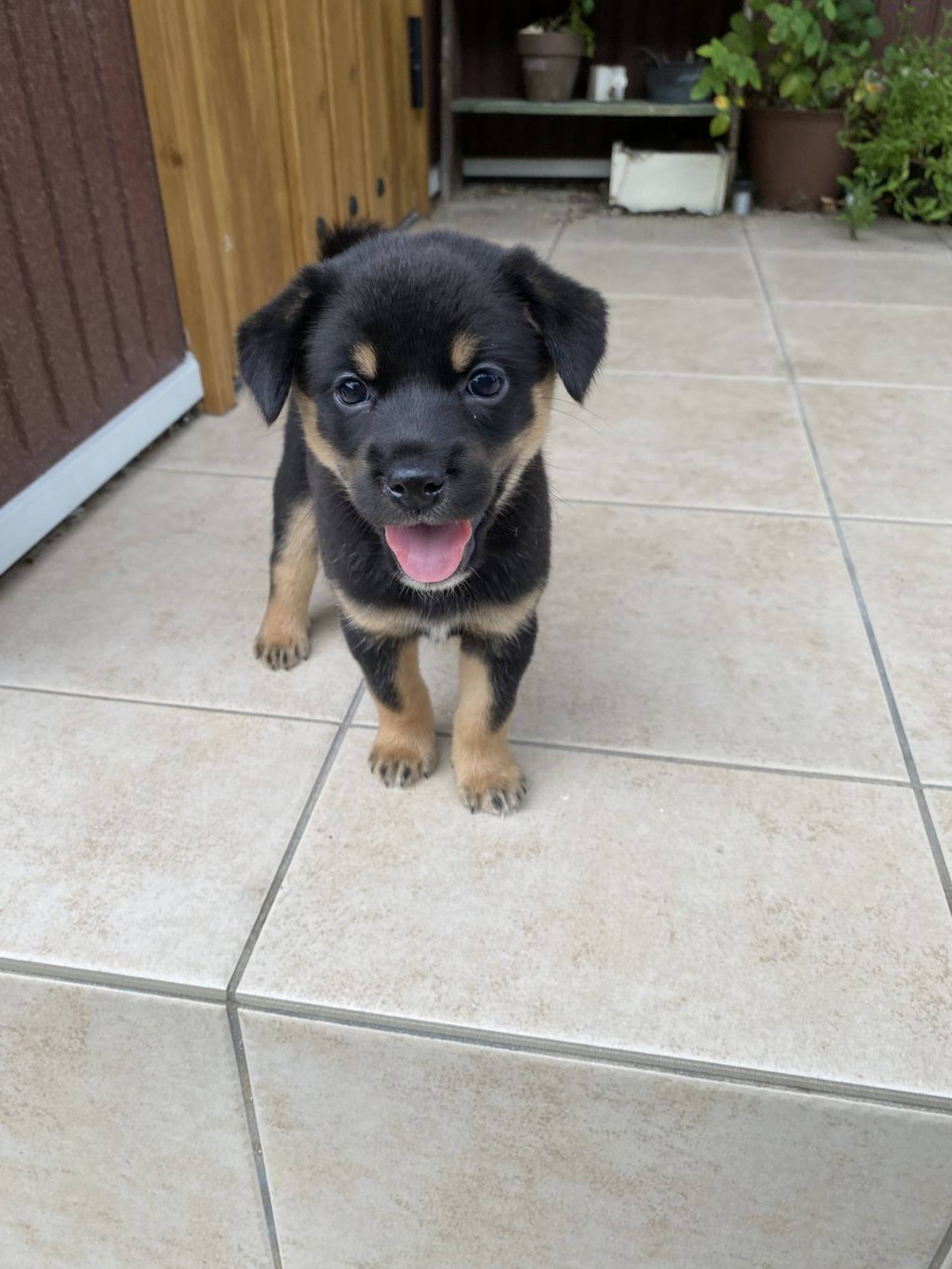 雑種（ミックス犬）・オスの里親募集の写真