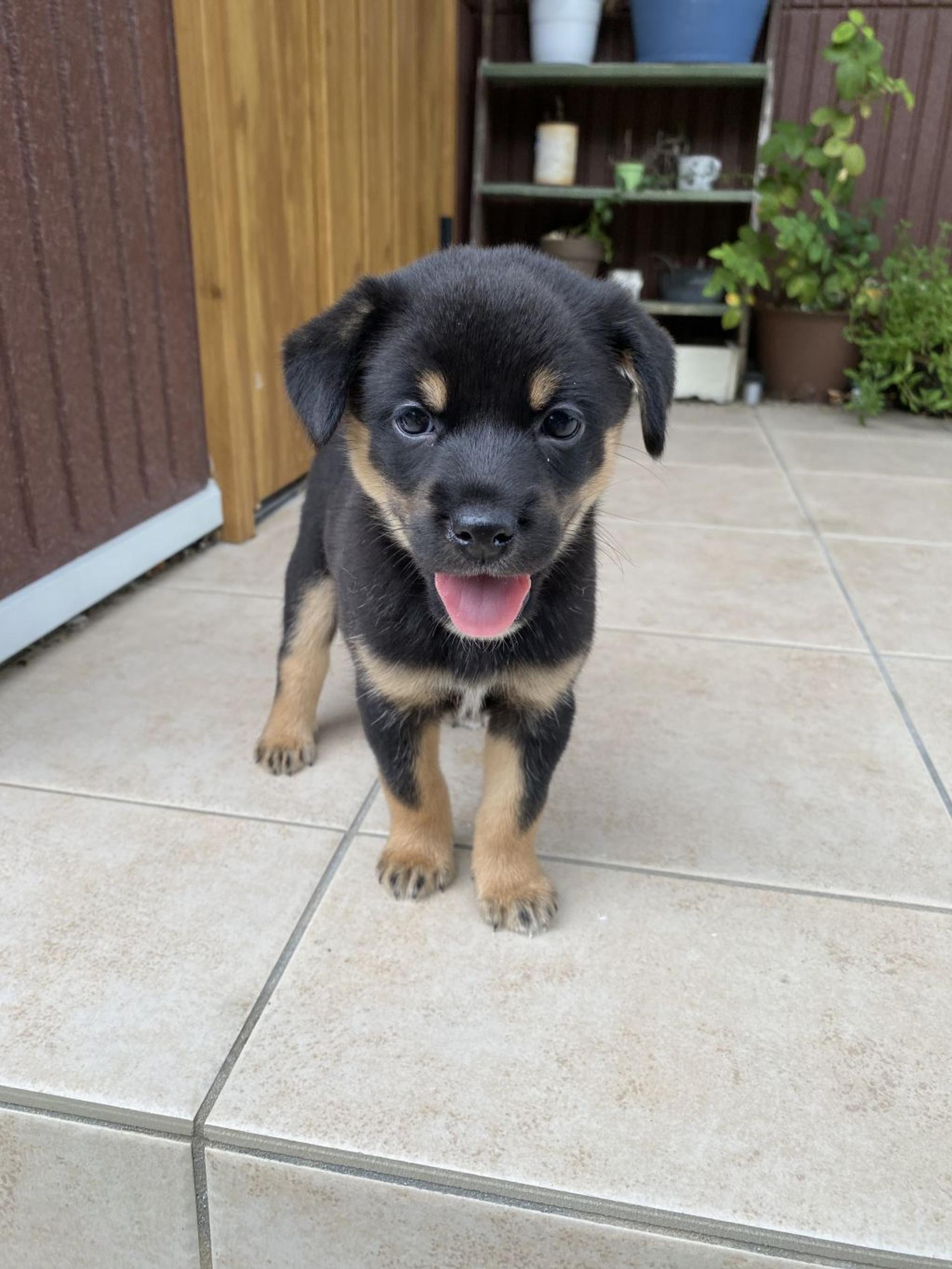pet-image-2