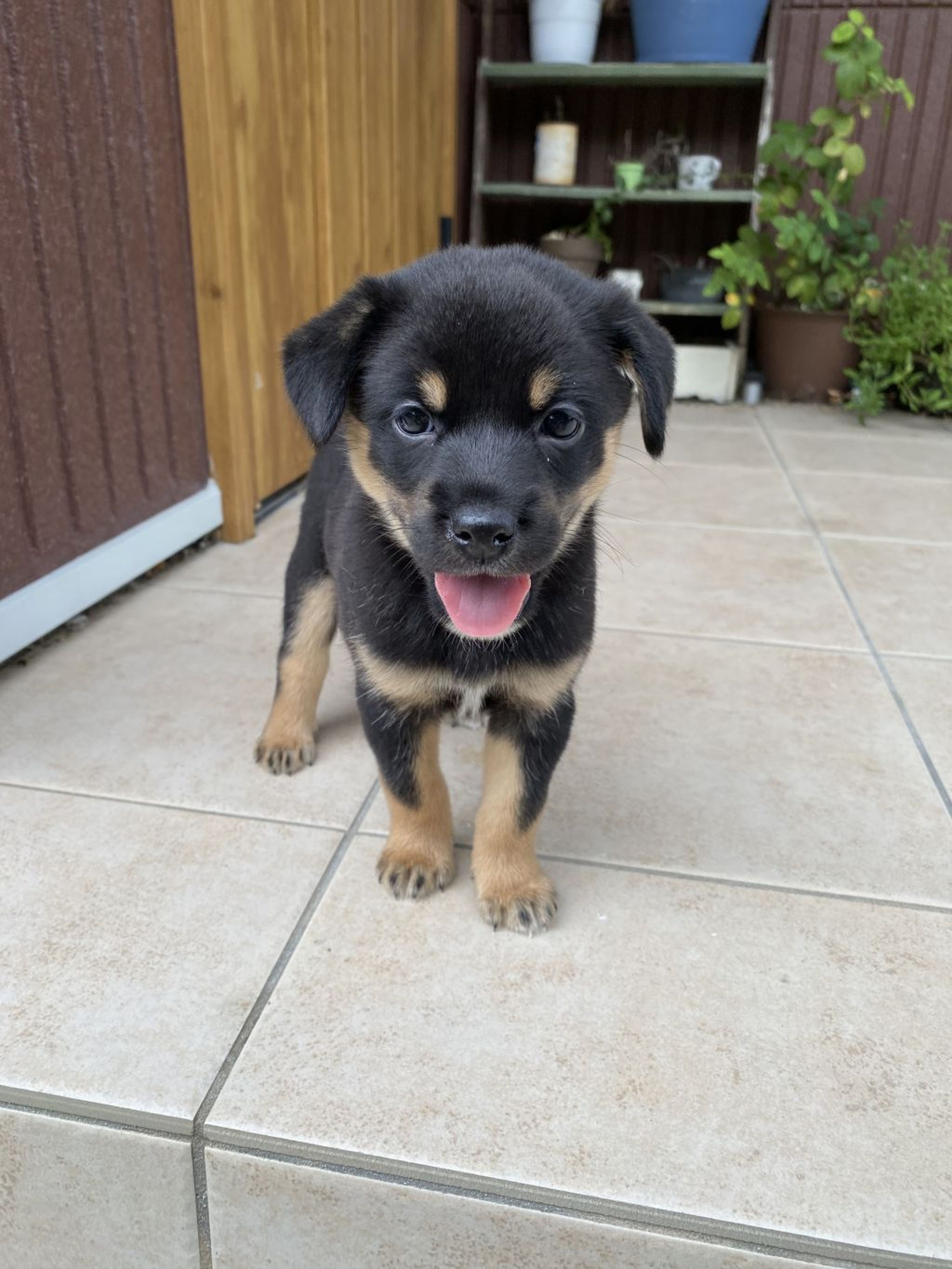 pet-image-2