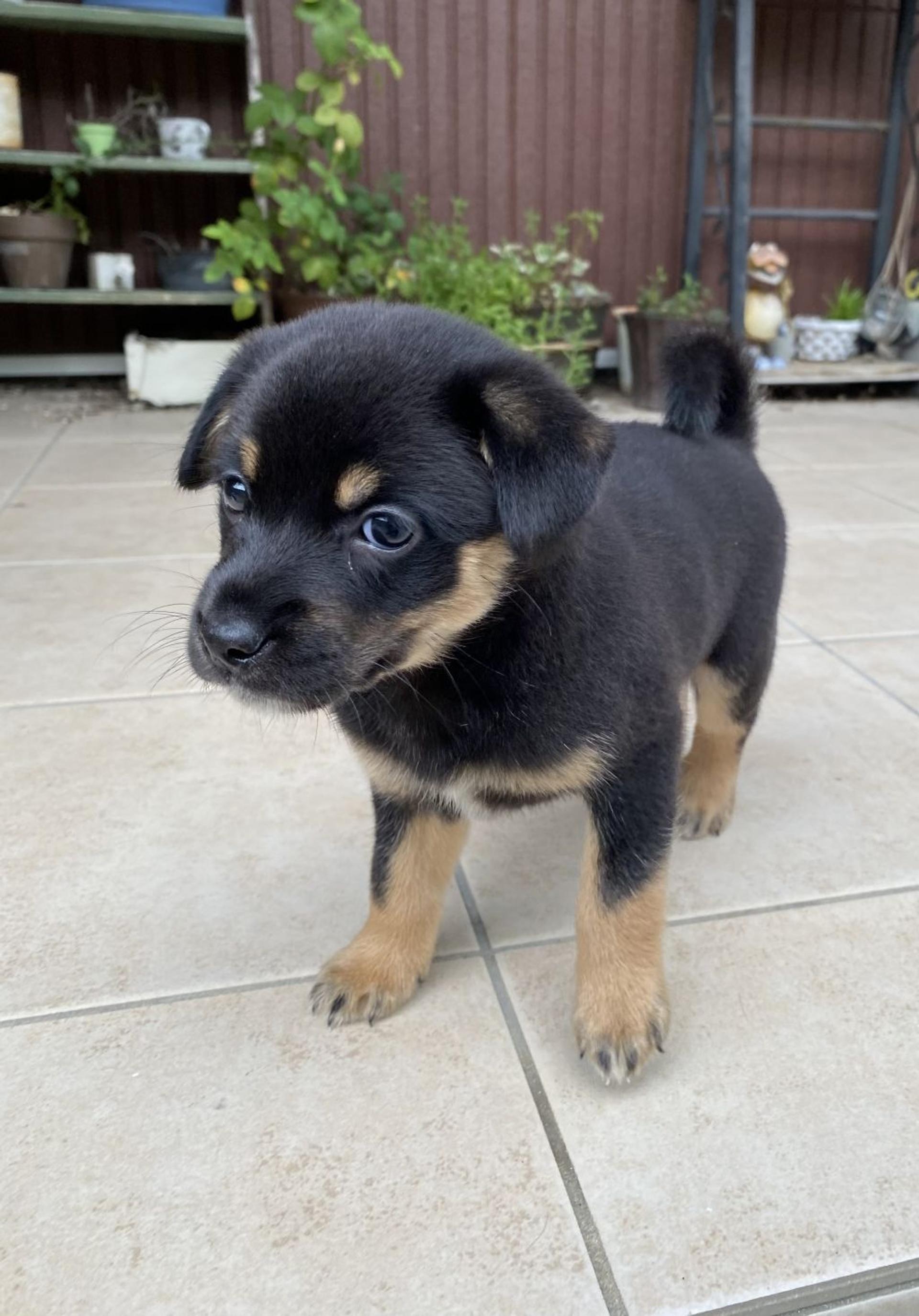 pet-image-4