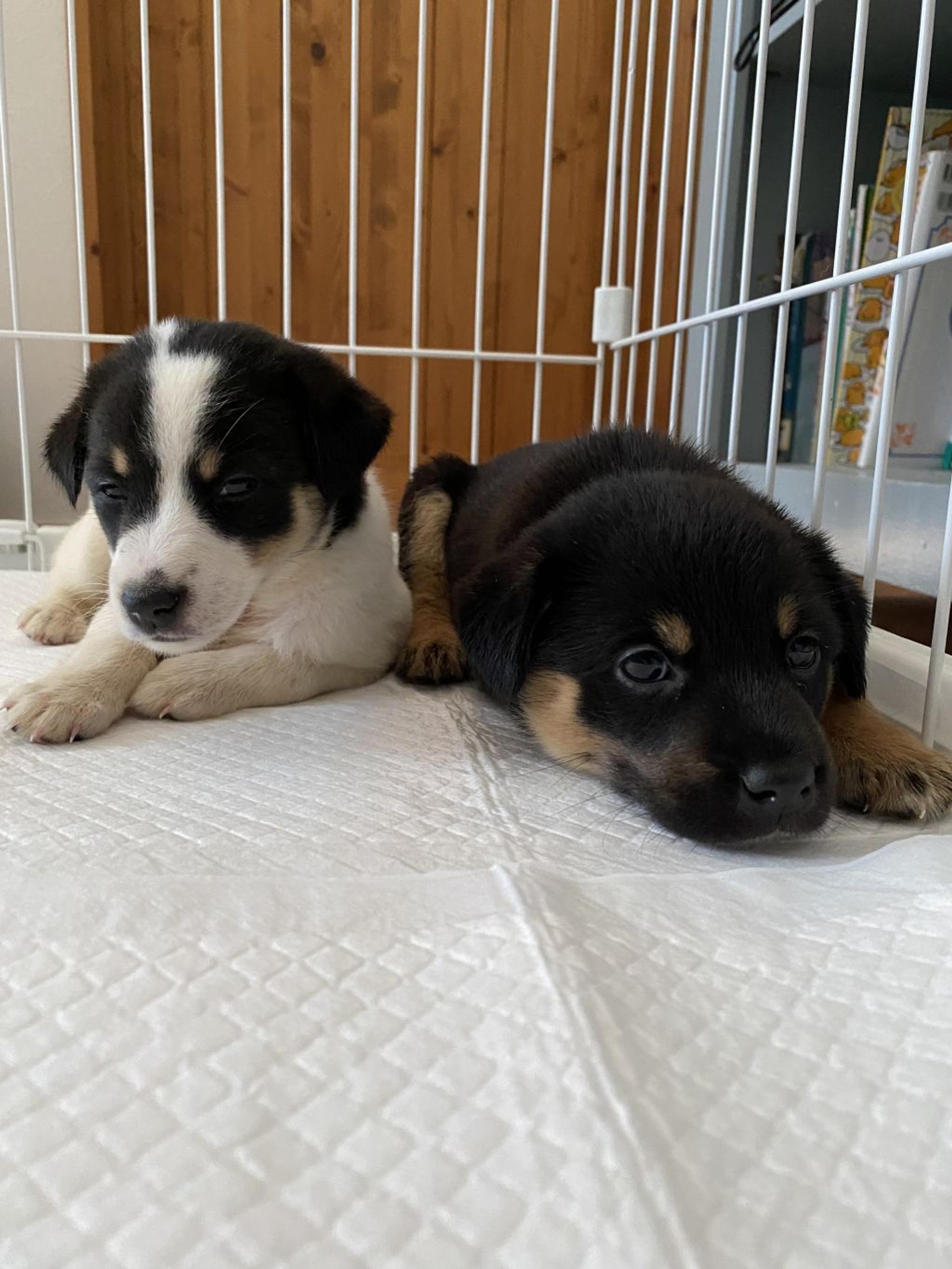 pet-image-5