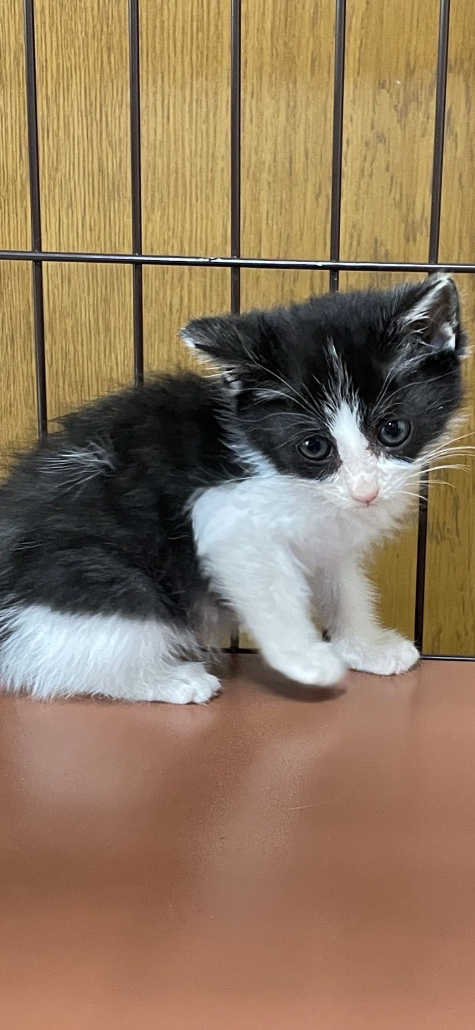 雑種（ミックス猫）・メスの里親募集の写真