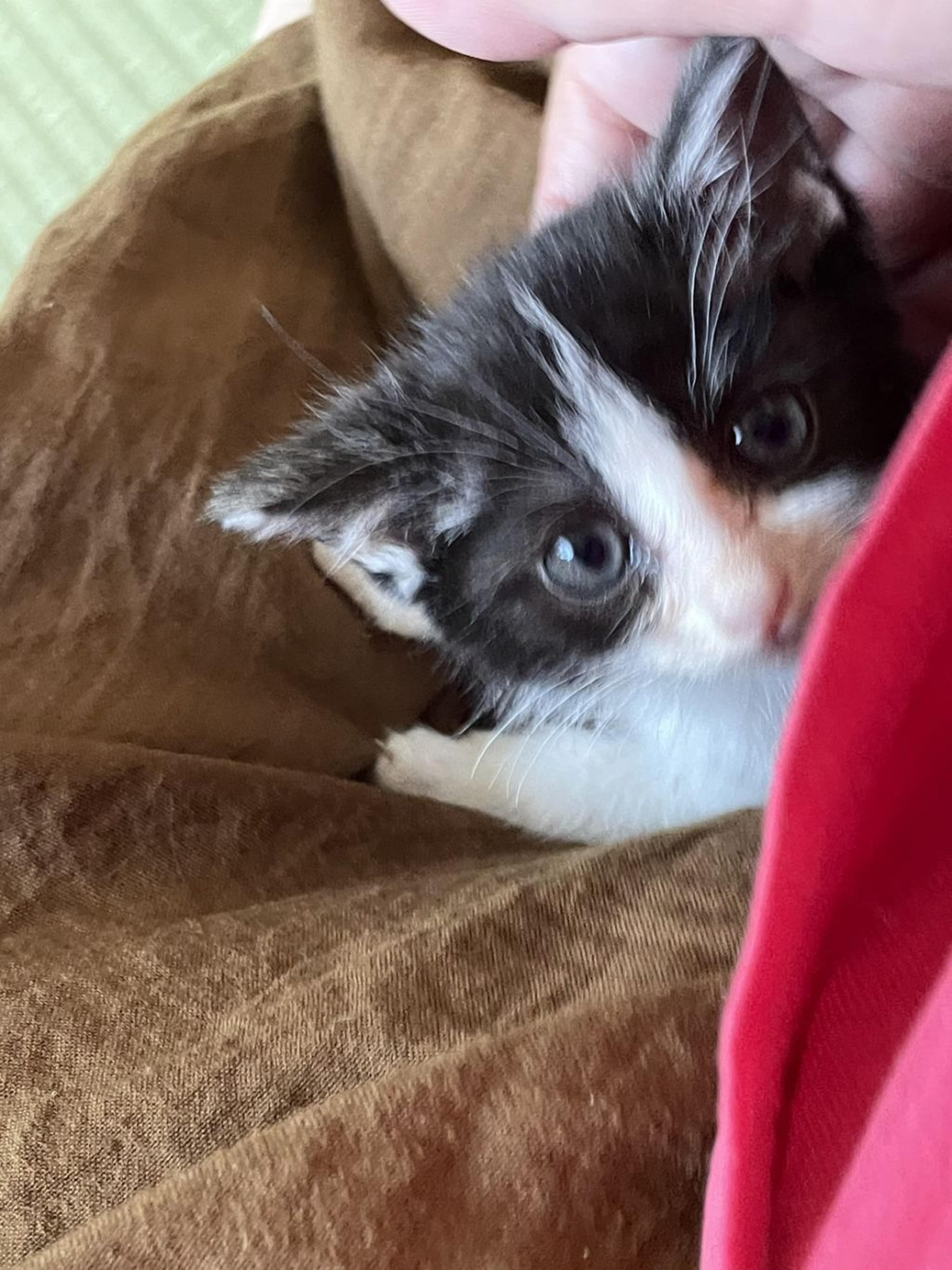pet-image-2