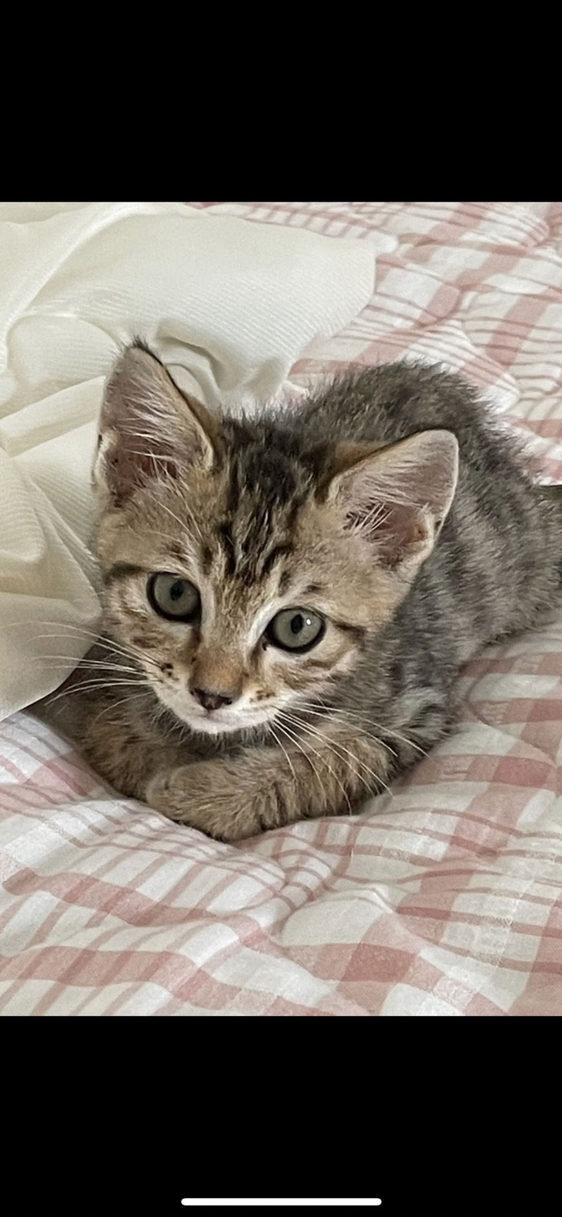 雑種（ミックス猫）・メスの里親募集の写真