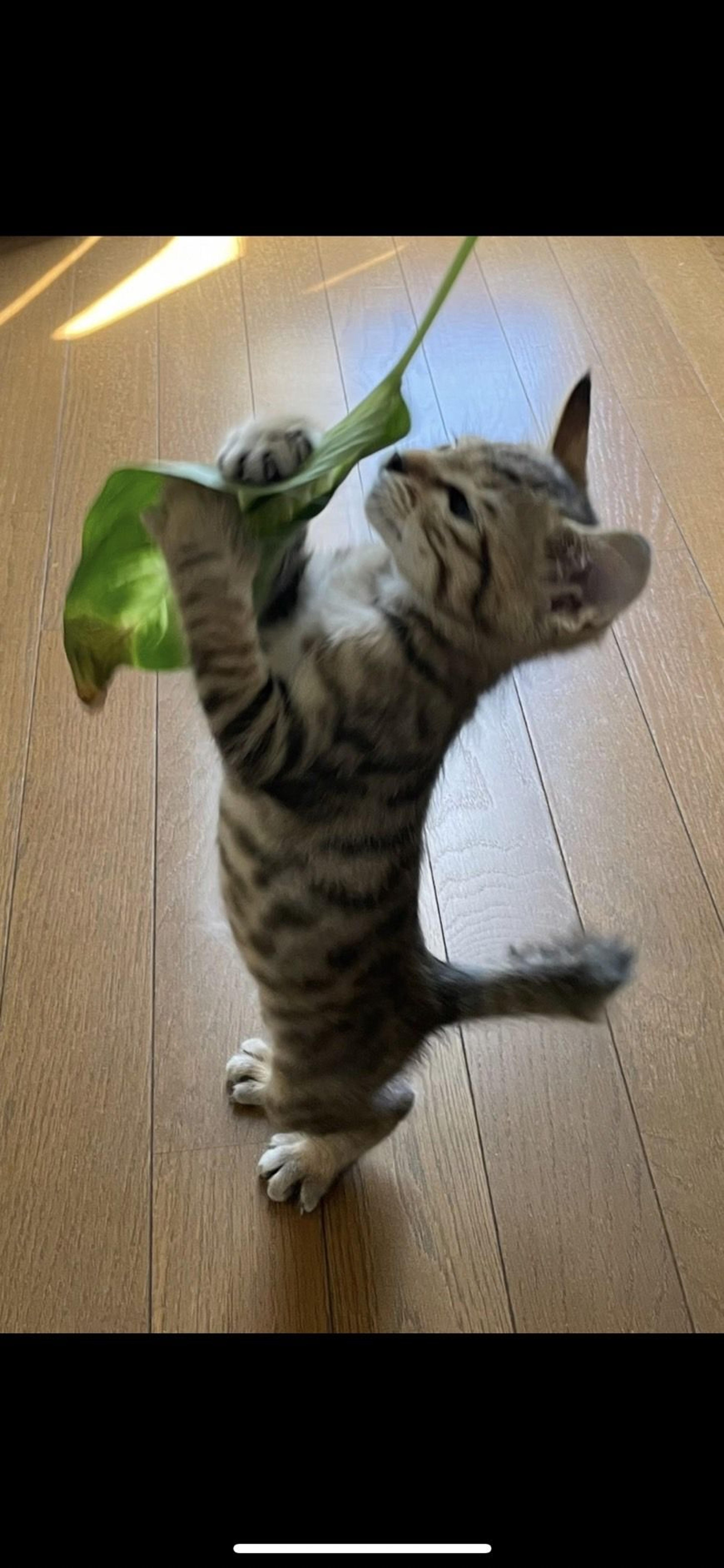pet-image-2