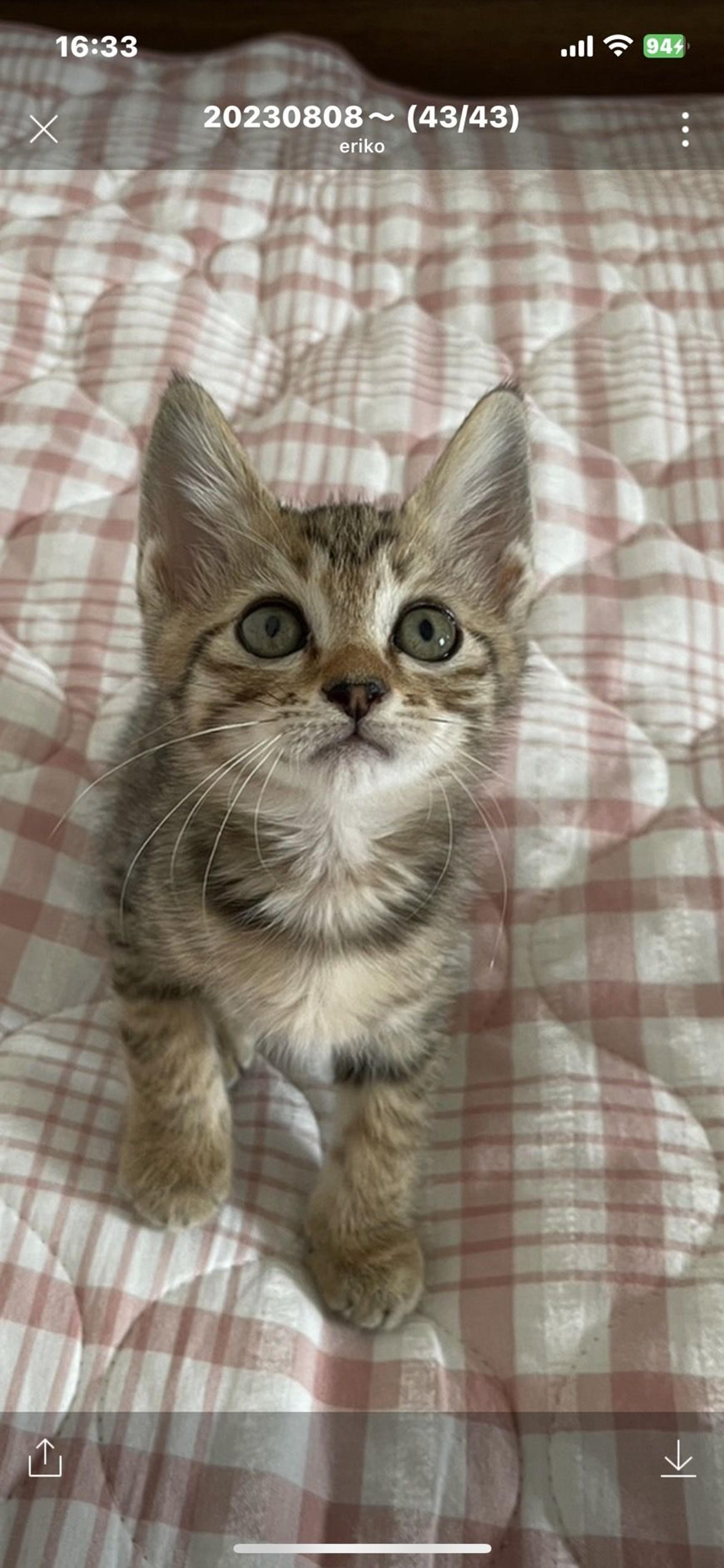 pet-image-3