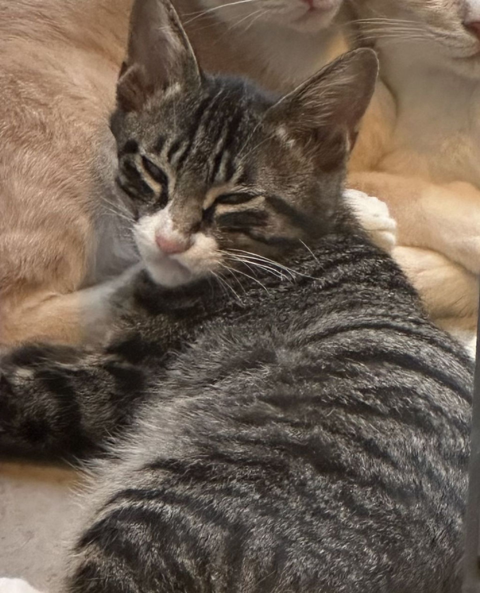 雑種（ミックス猫）・オスの里親募集の写真