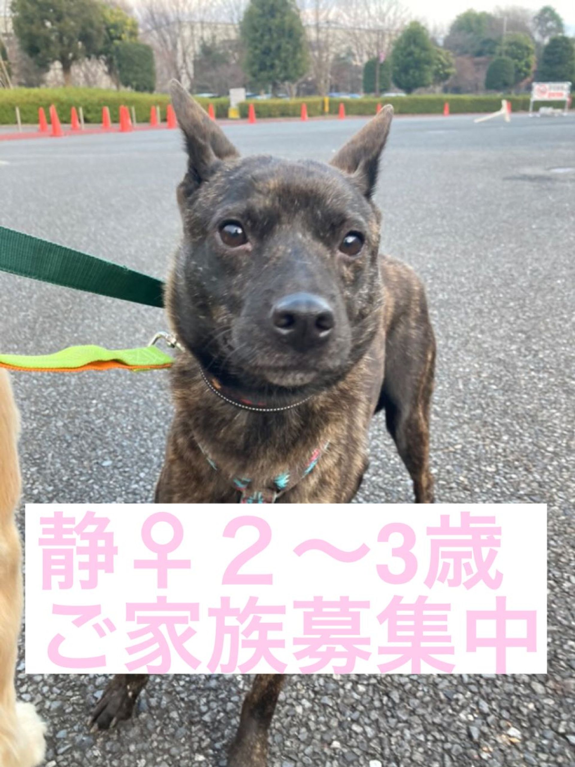 甲斐犬・メスの里親募集の写真