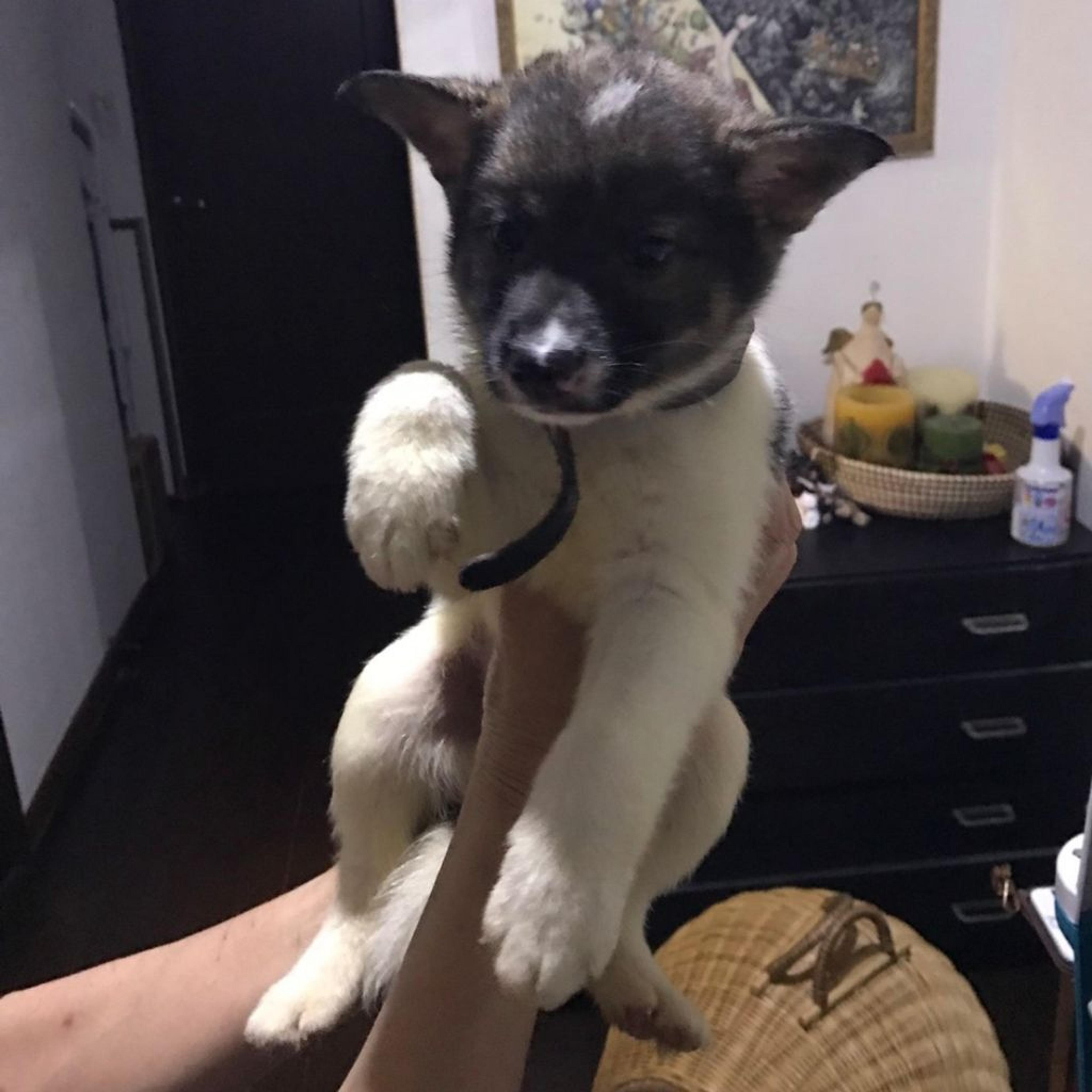 pet-image-3
