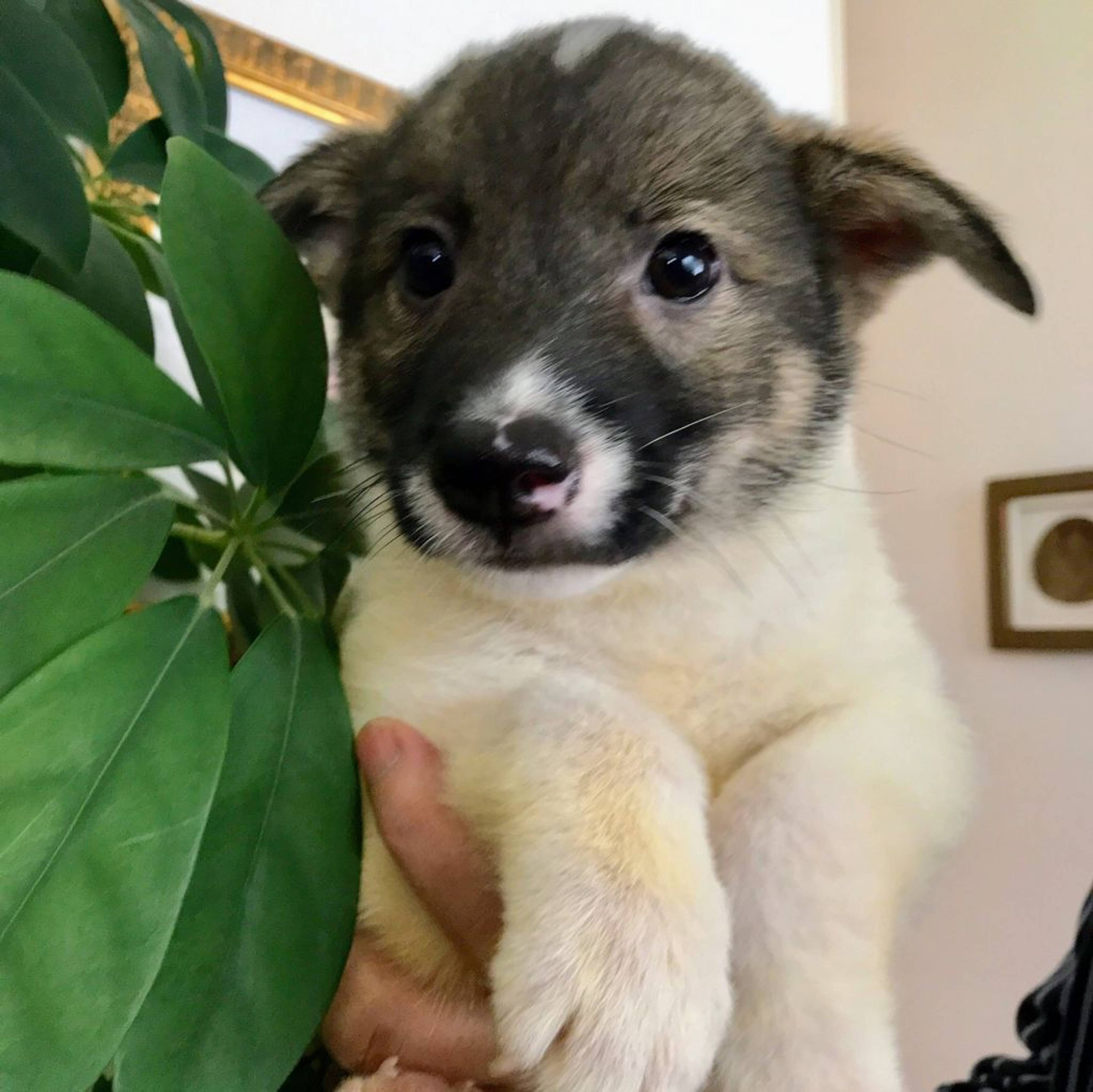 雑種（ミックス犬）・オスの里親募集の写真