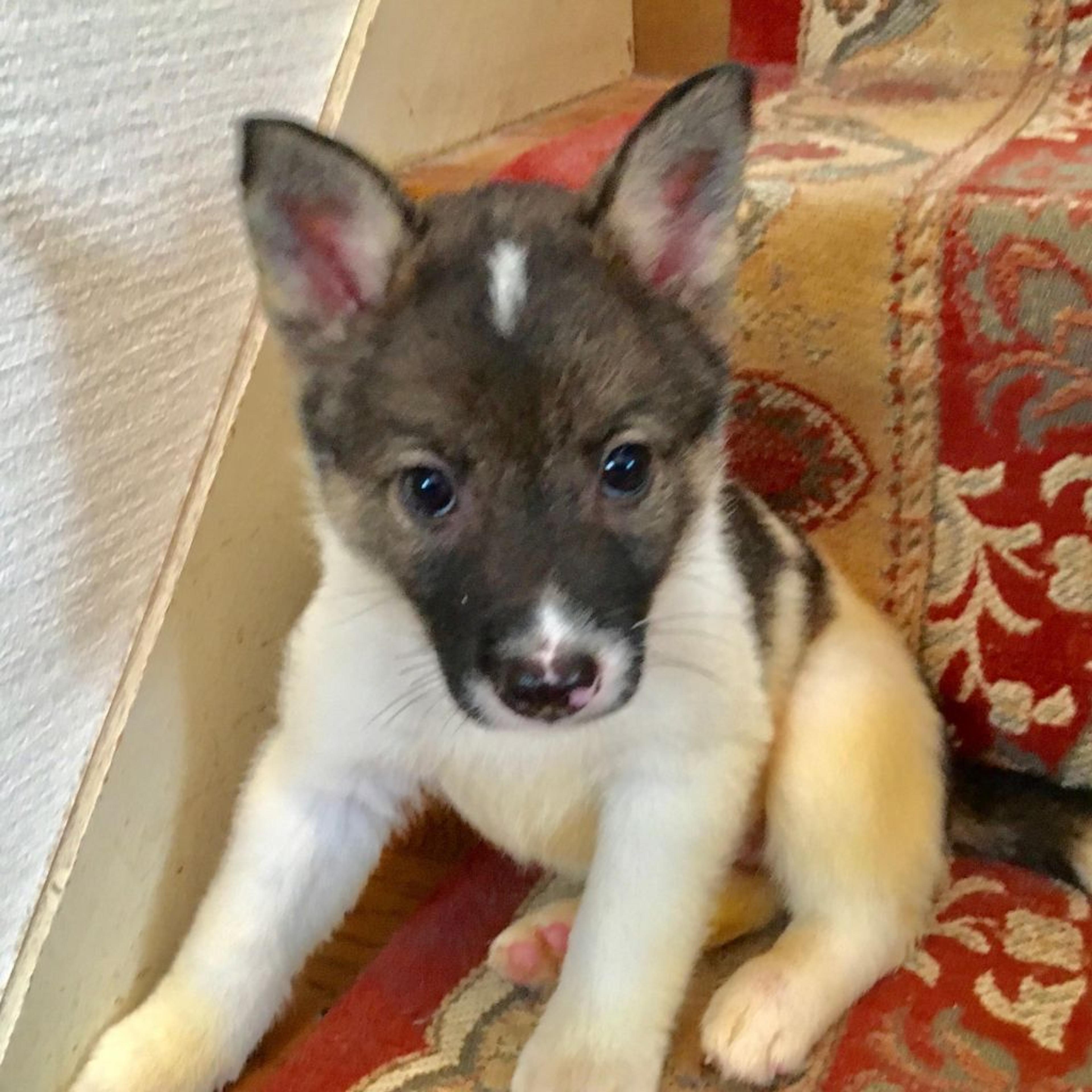 pet-image-4