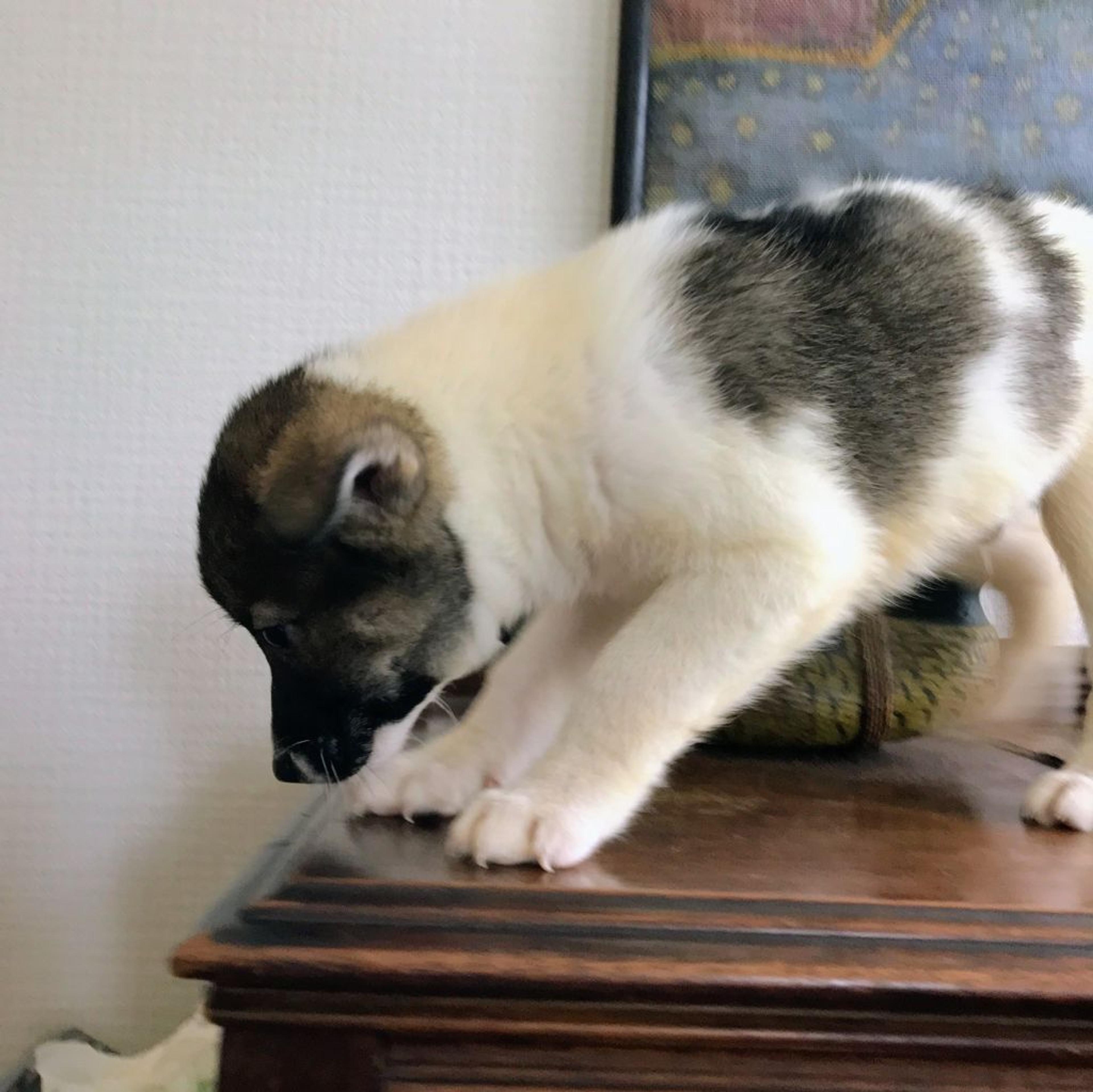 pet-image-5