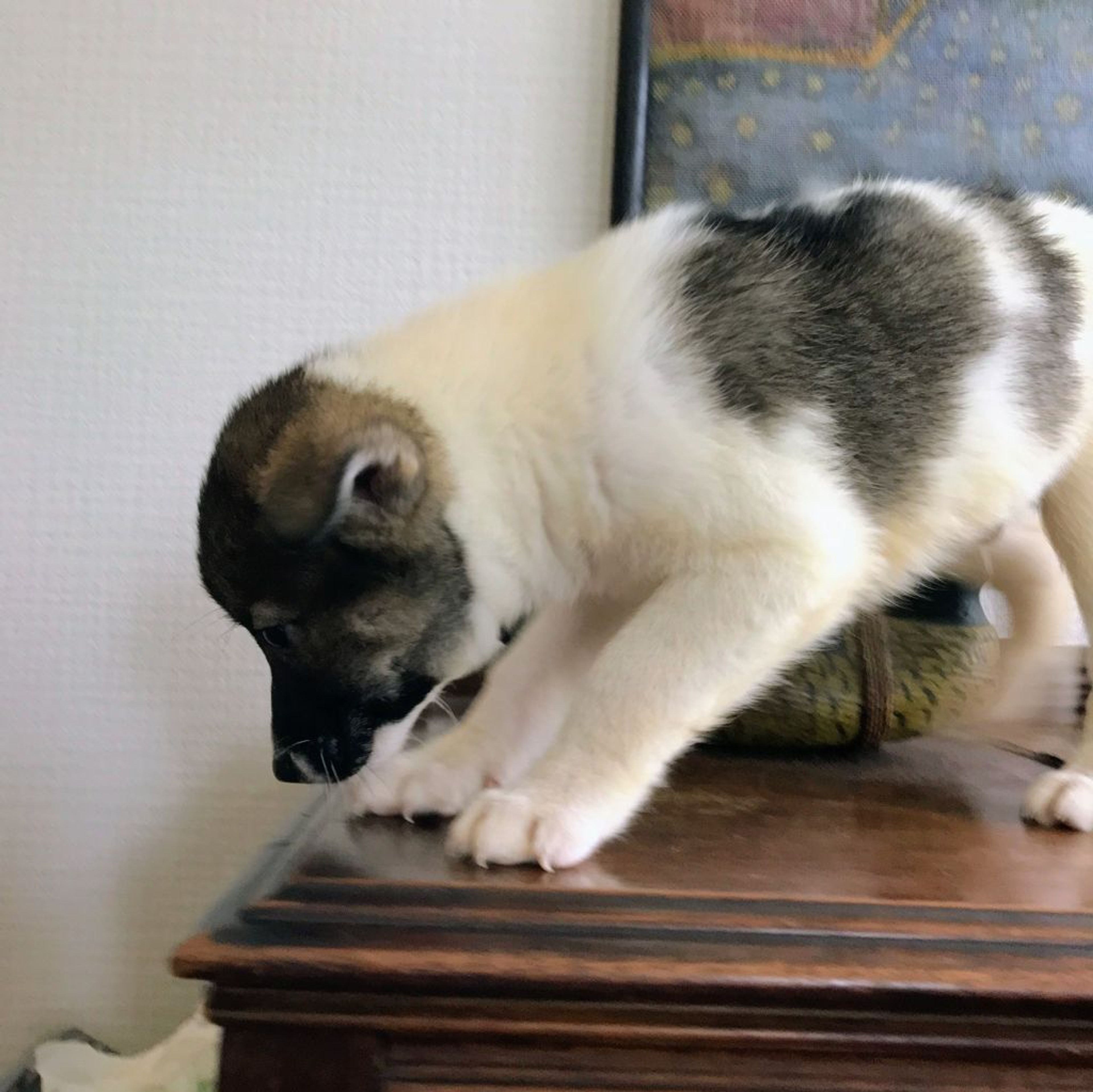 pet-image-5