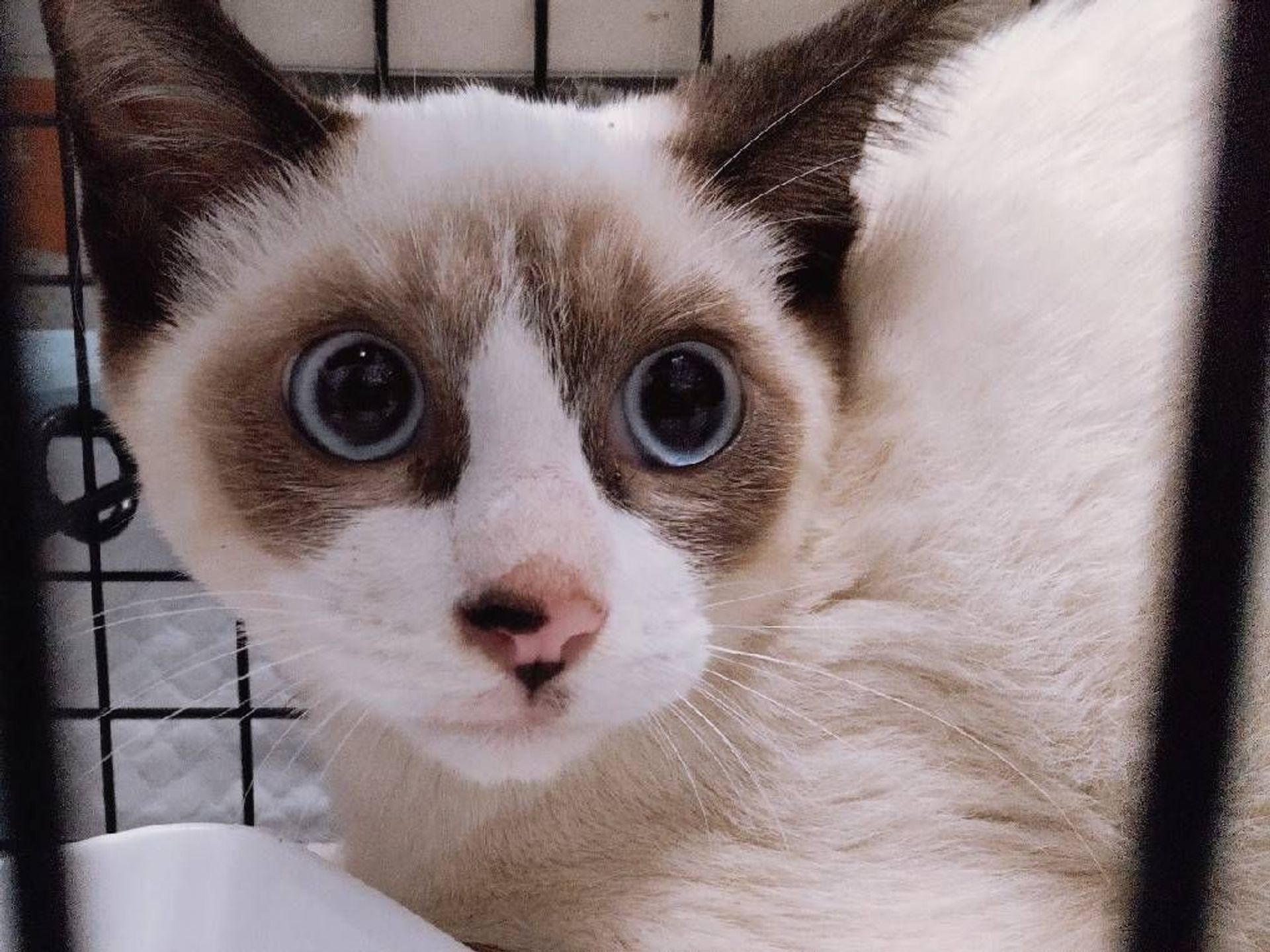 雑種（ミックス猫）・オスの里親募集の写真