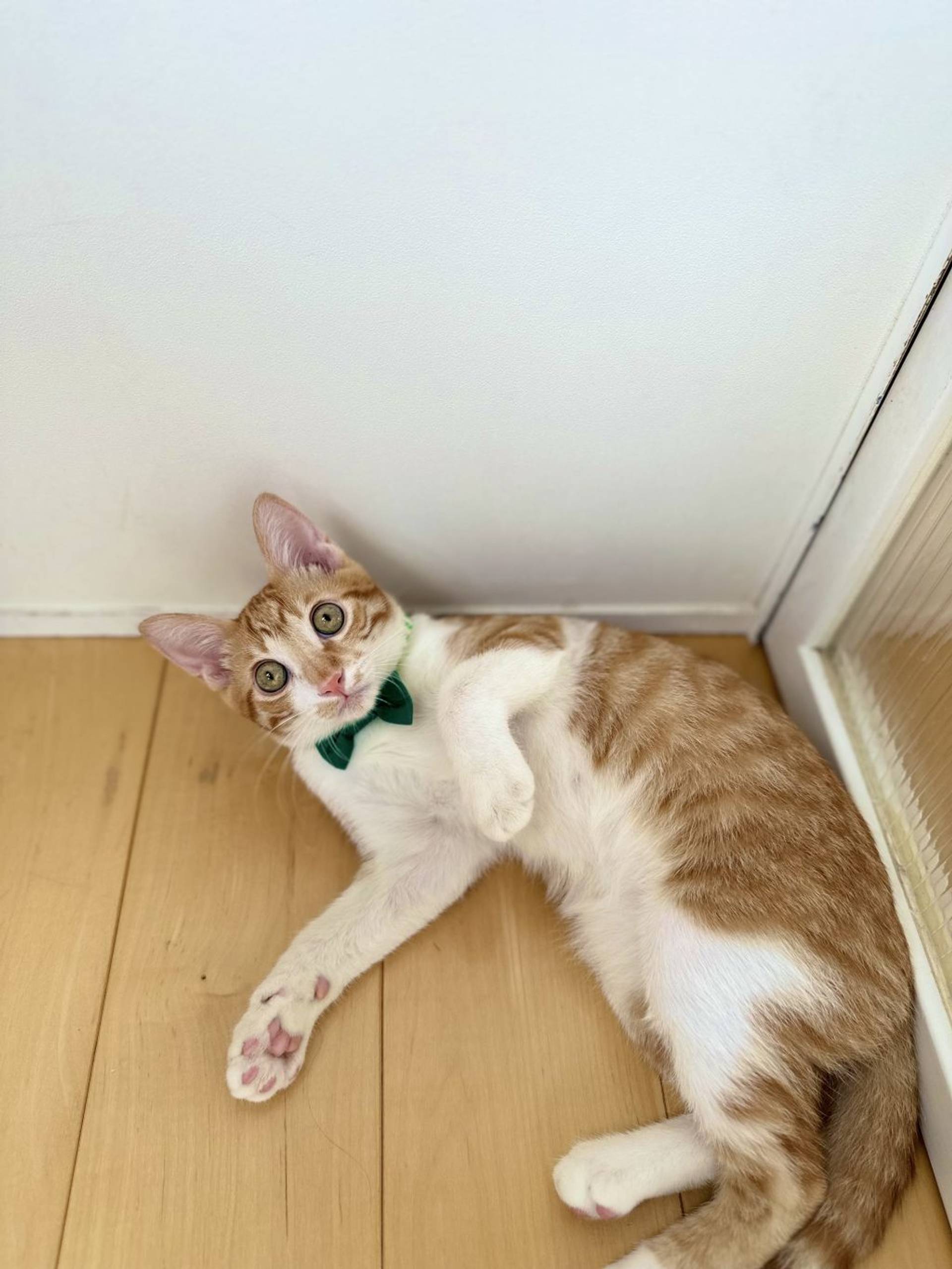 雑種（ミックス猫）・オスの里親募集の写真