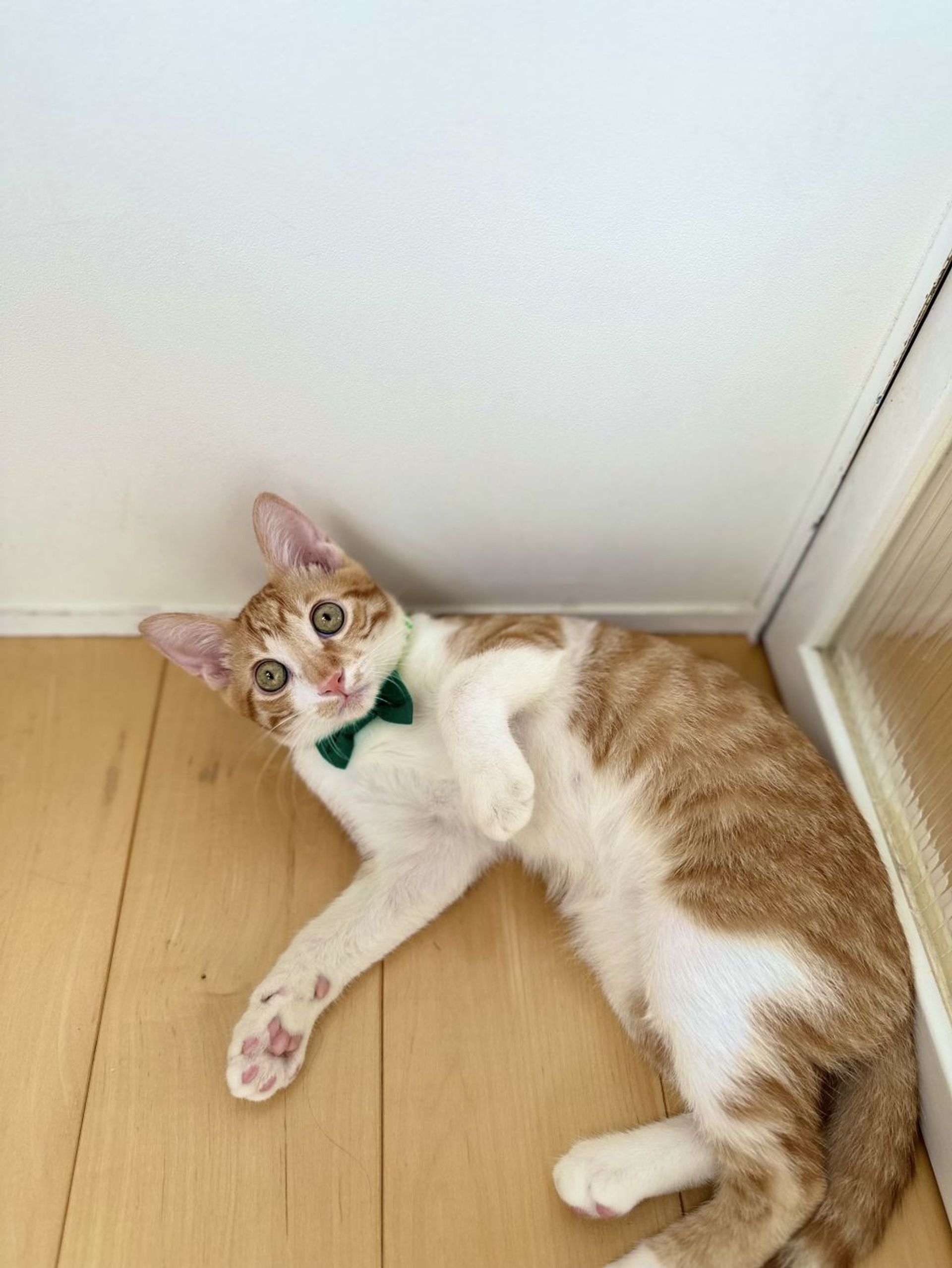 雑種（ミックス猫）・オスの里親募集の写真
