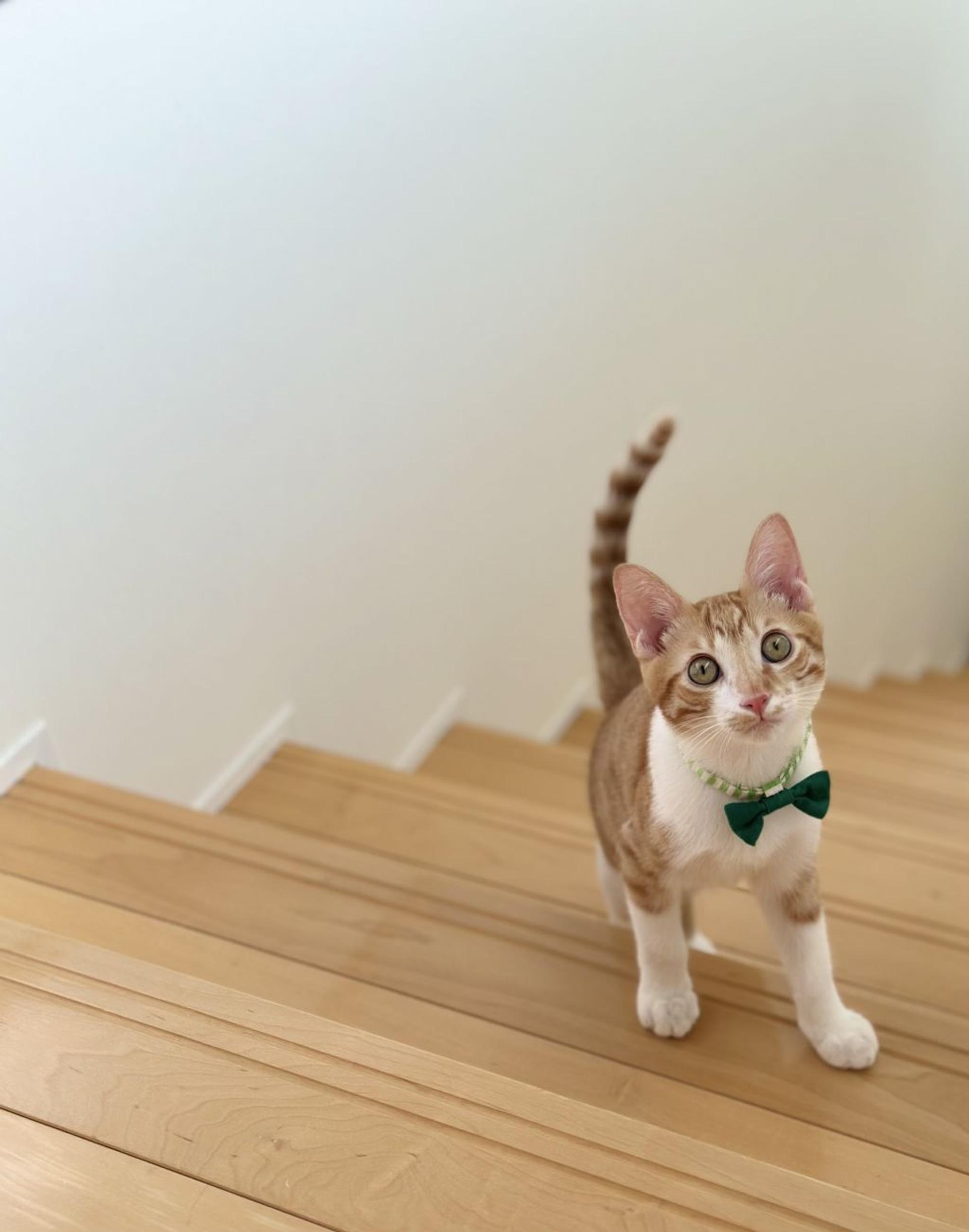 pet-image-3