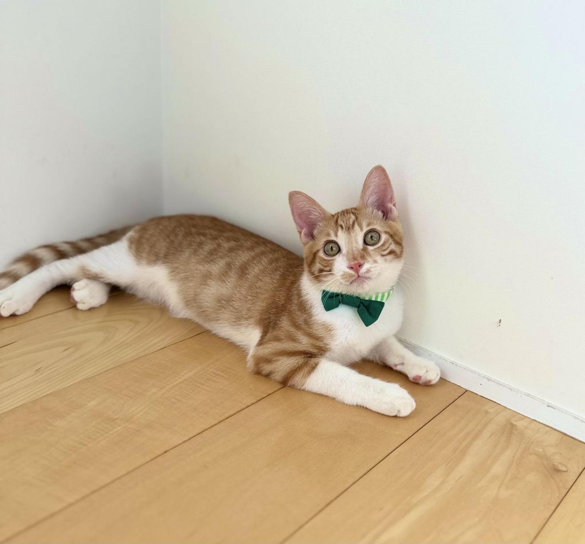 pet-image-5
