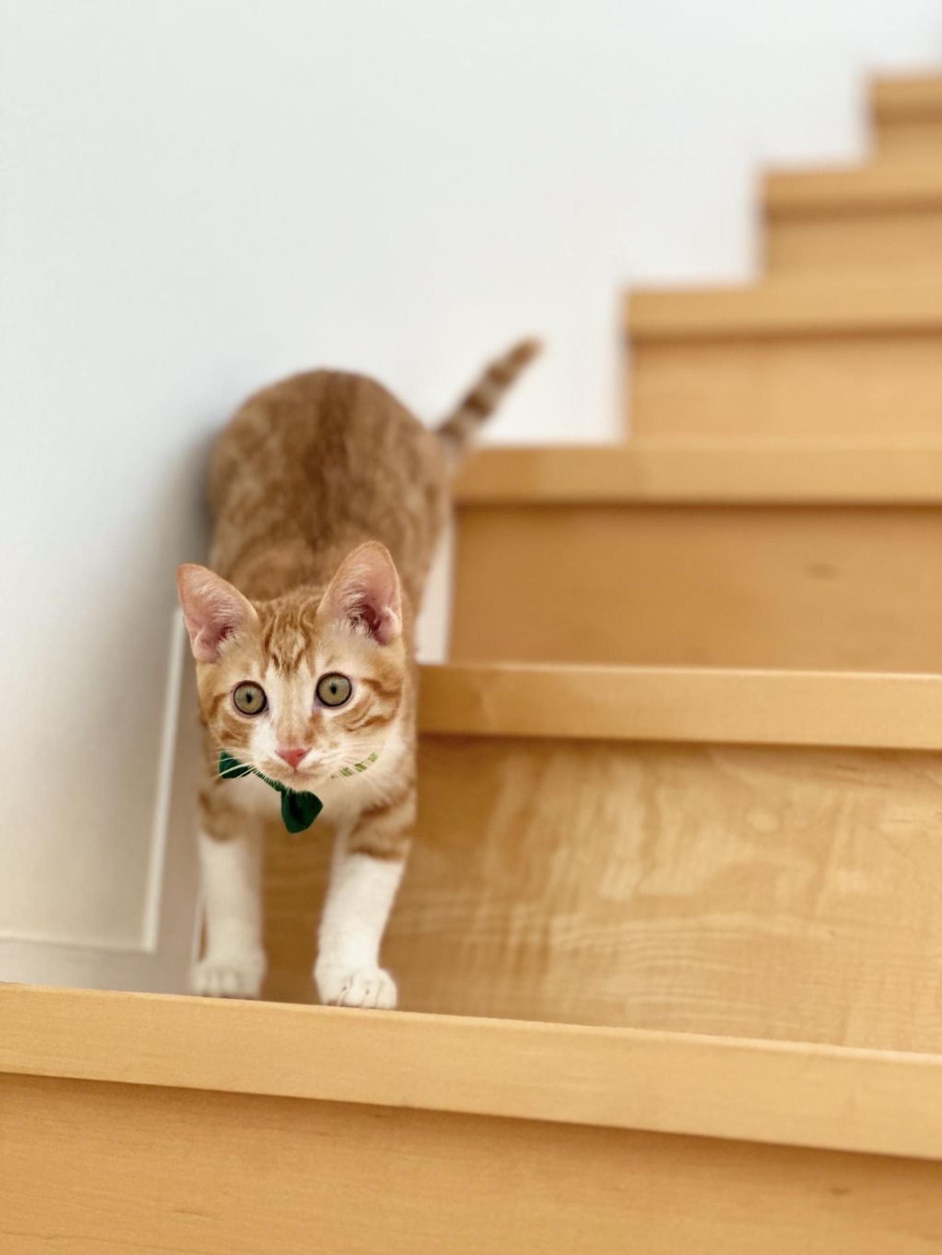 pet-image-7