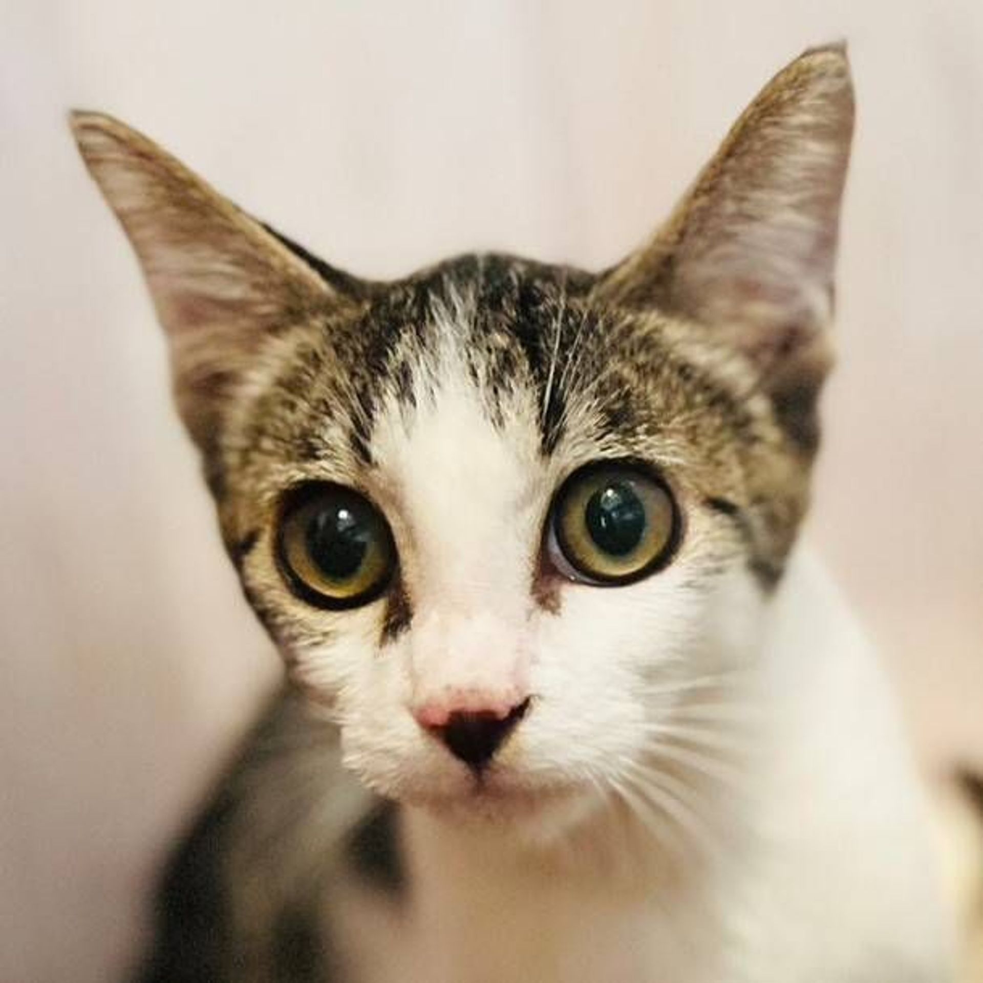雑種（ミックス猫）・オスの里親募集の写真