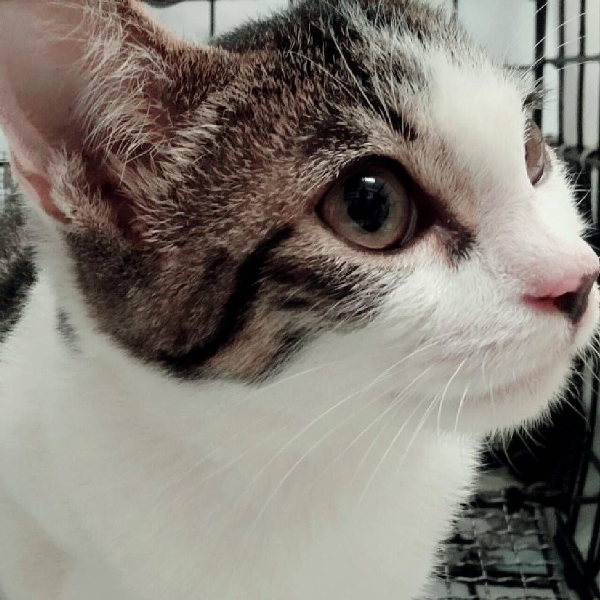 pet-image-2