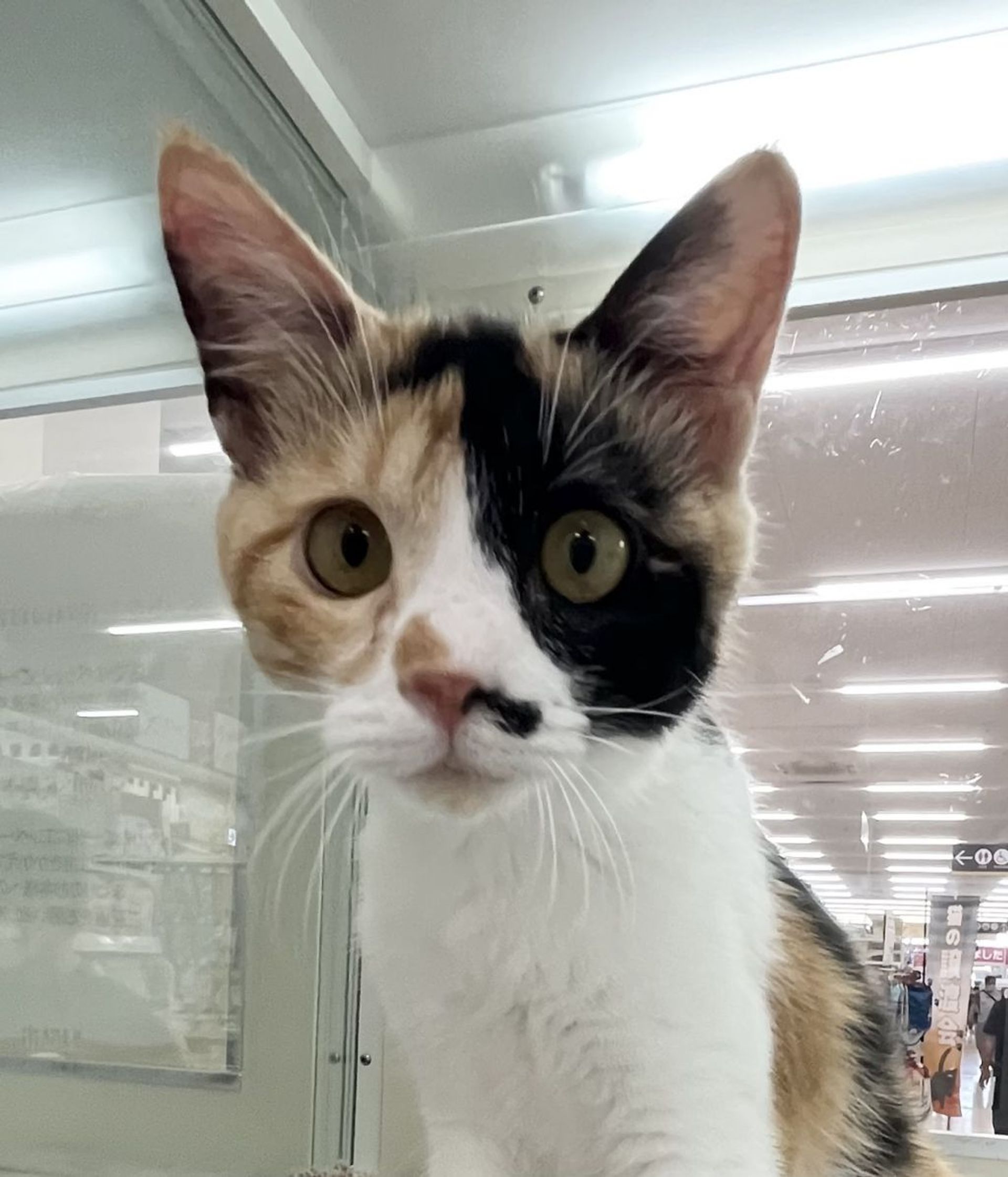 雑種（ミックス猫）・メスの里親募集の写真