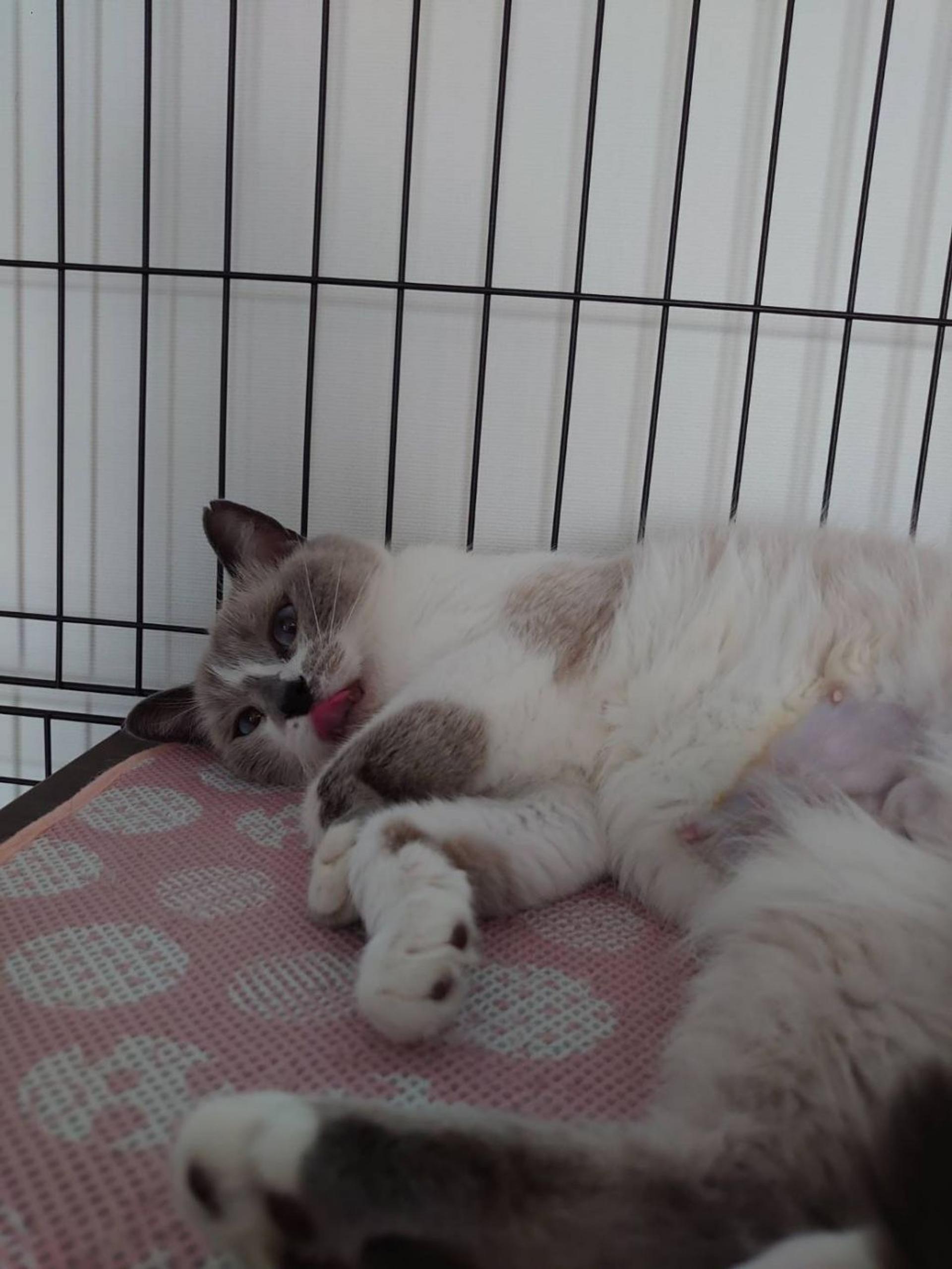 pet-image-2