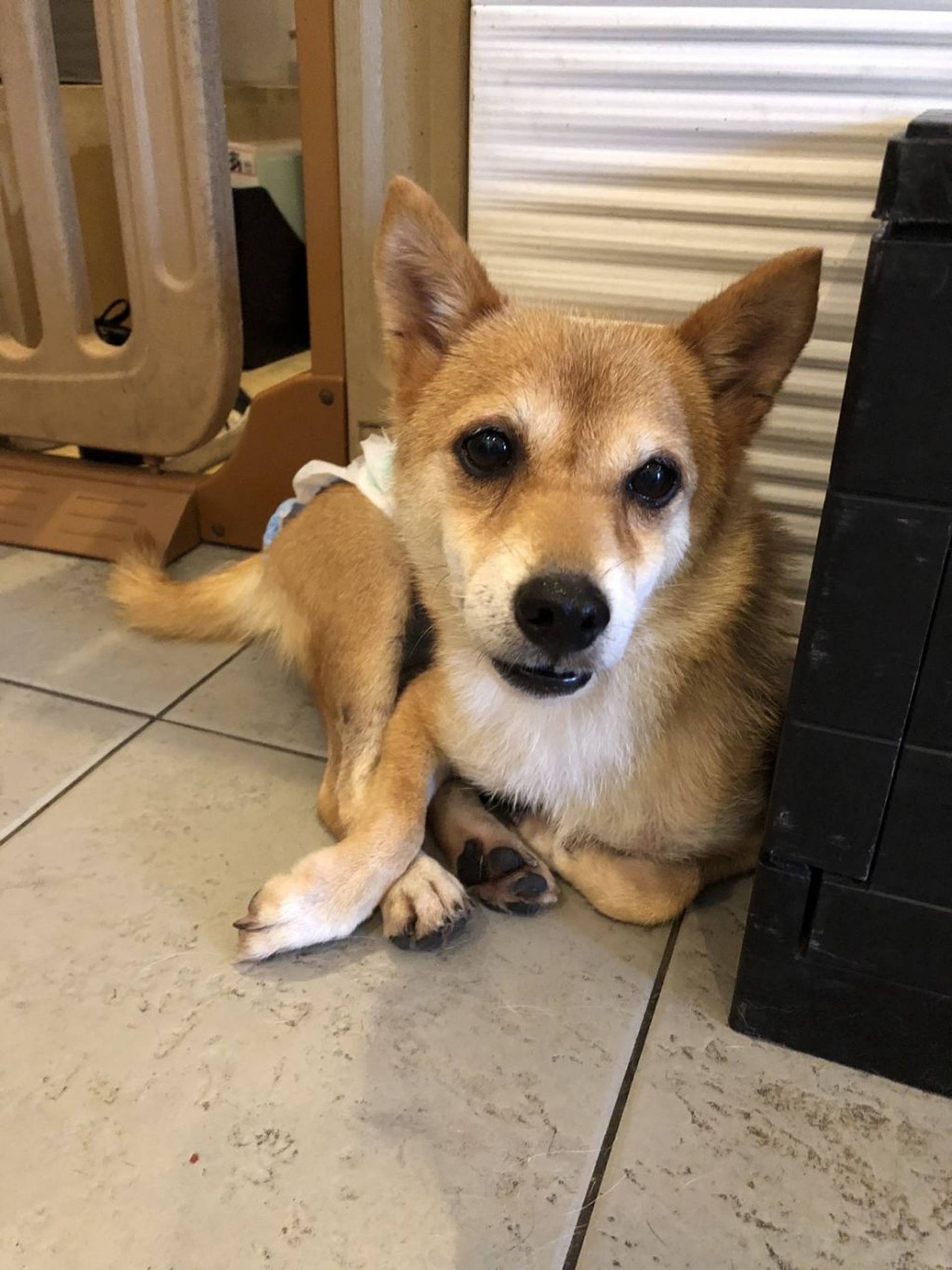 柴犬・メスの里親募集の写真