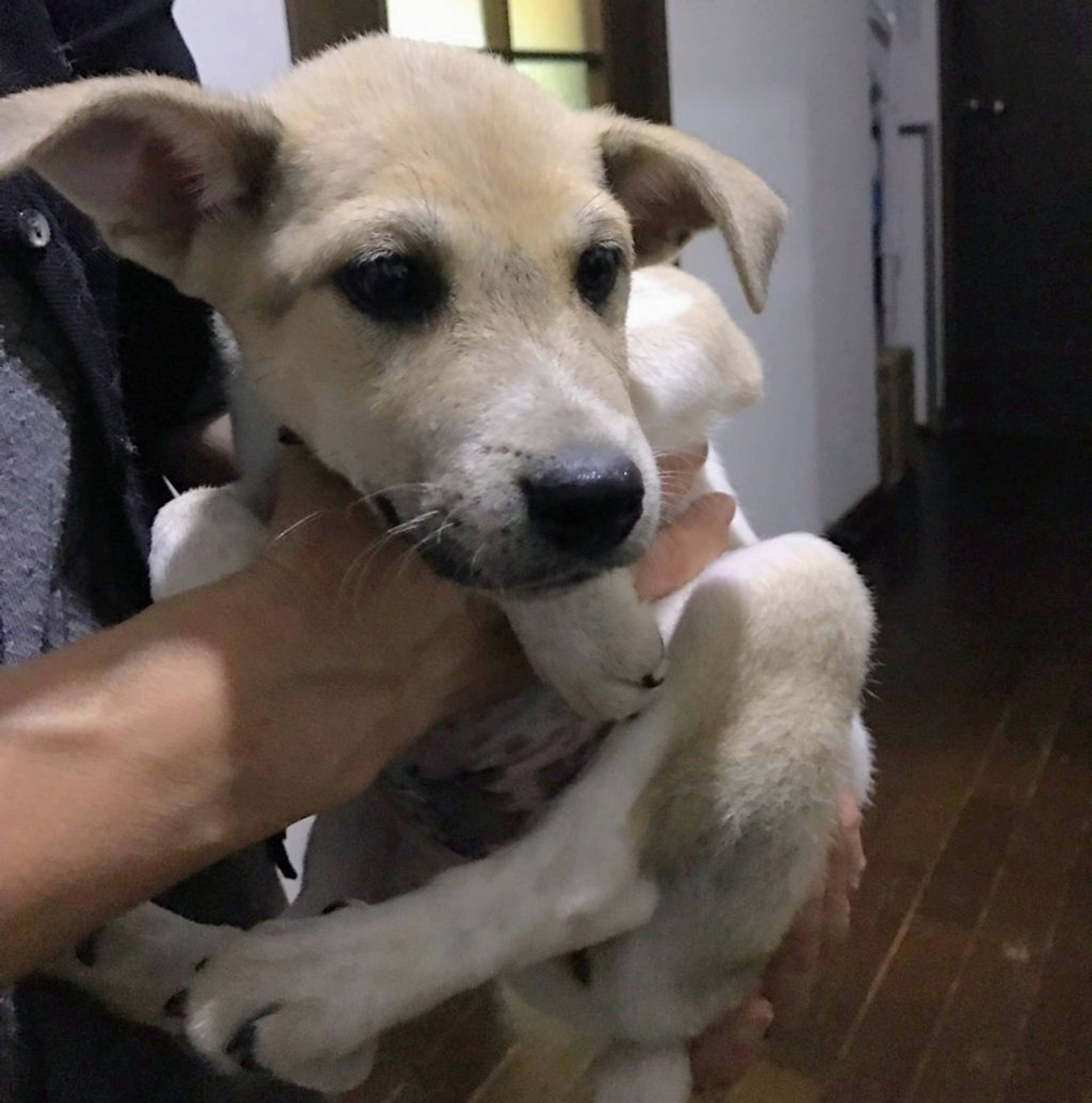 雑種（ミックス犬）・オスの里親募集の写真