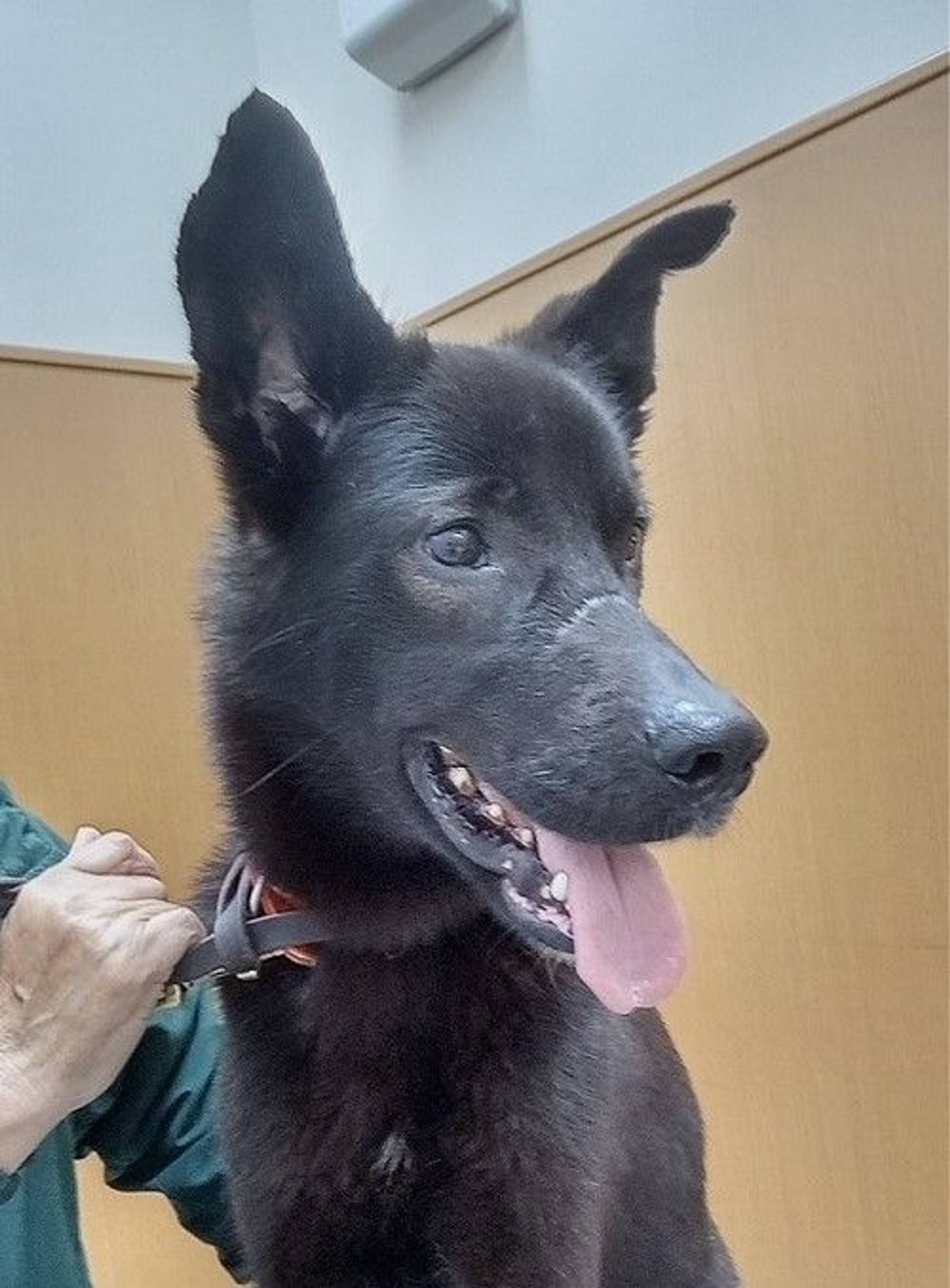雑種（ミックス犬）・オスの里親募集の写真
