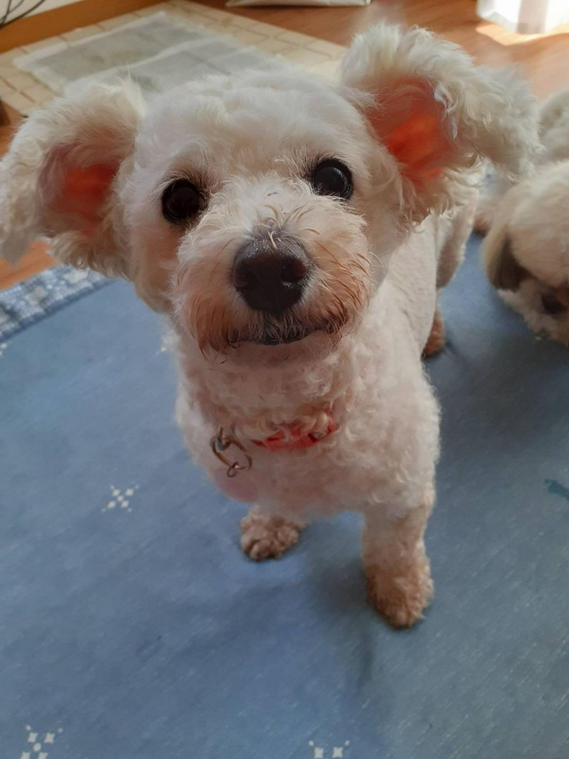 pet-image-2
