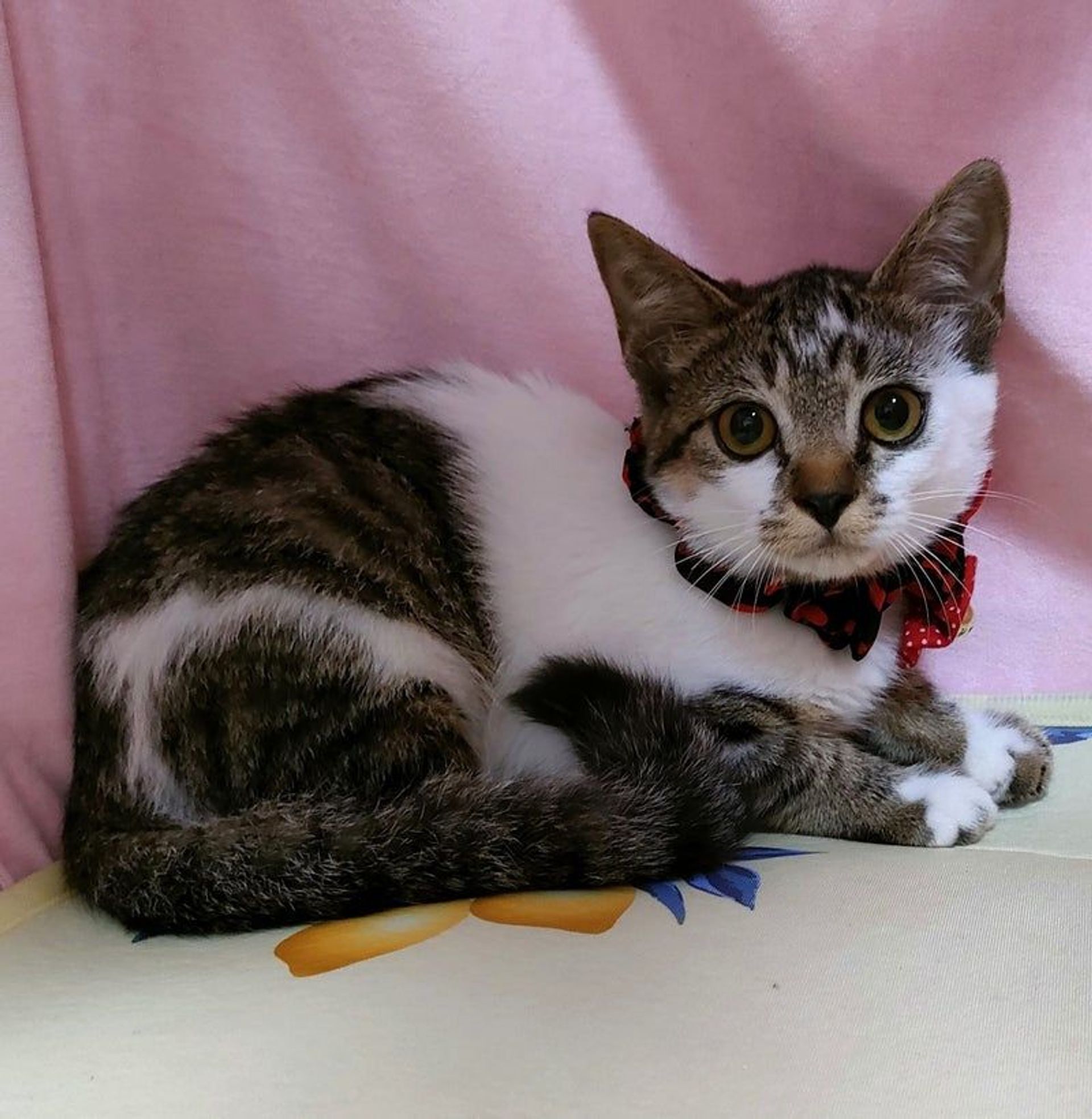 雑種（ミックス猫）・メスの里親募集の写真