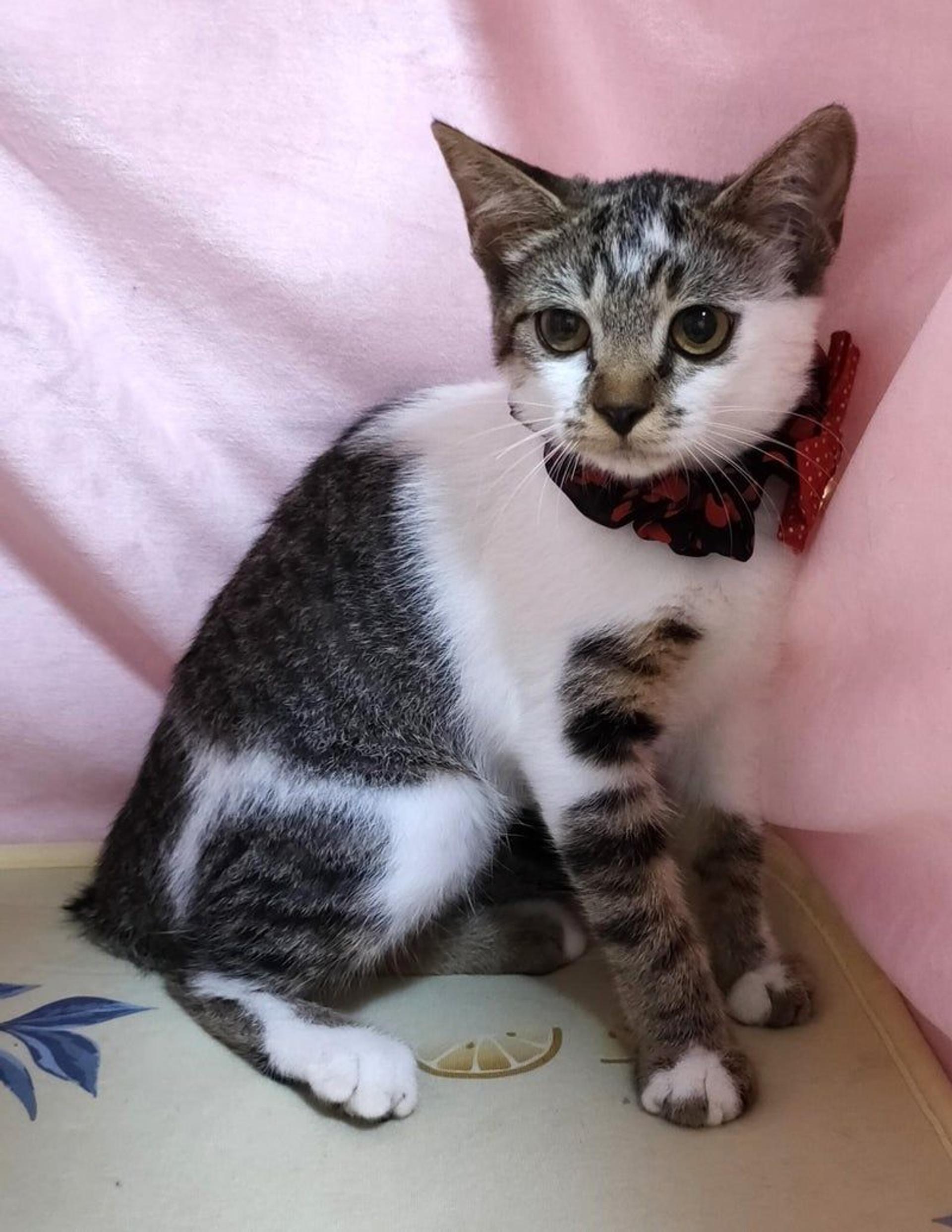 pet-image-2